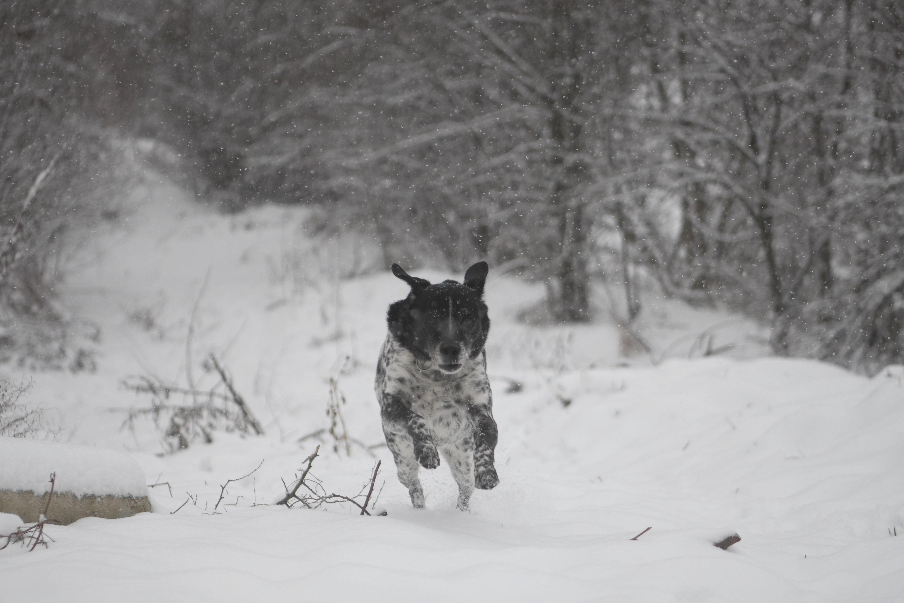 Beograd 10. januar 2022. Sneg, zima, vreme. vejavica, vremenska prognoza Foto: Filip Kraincanic/Nova.rs