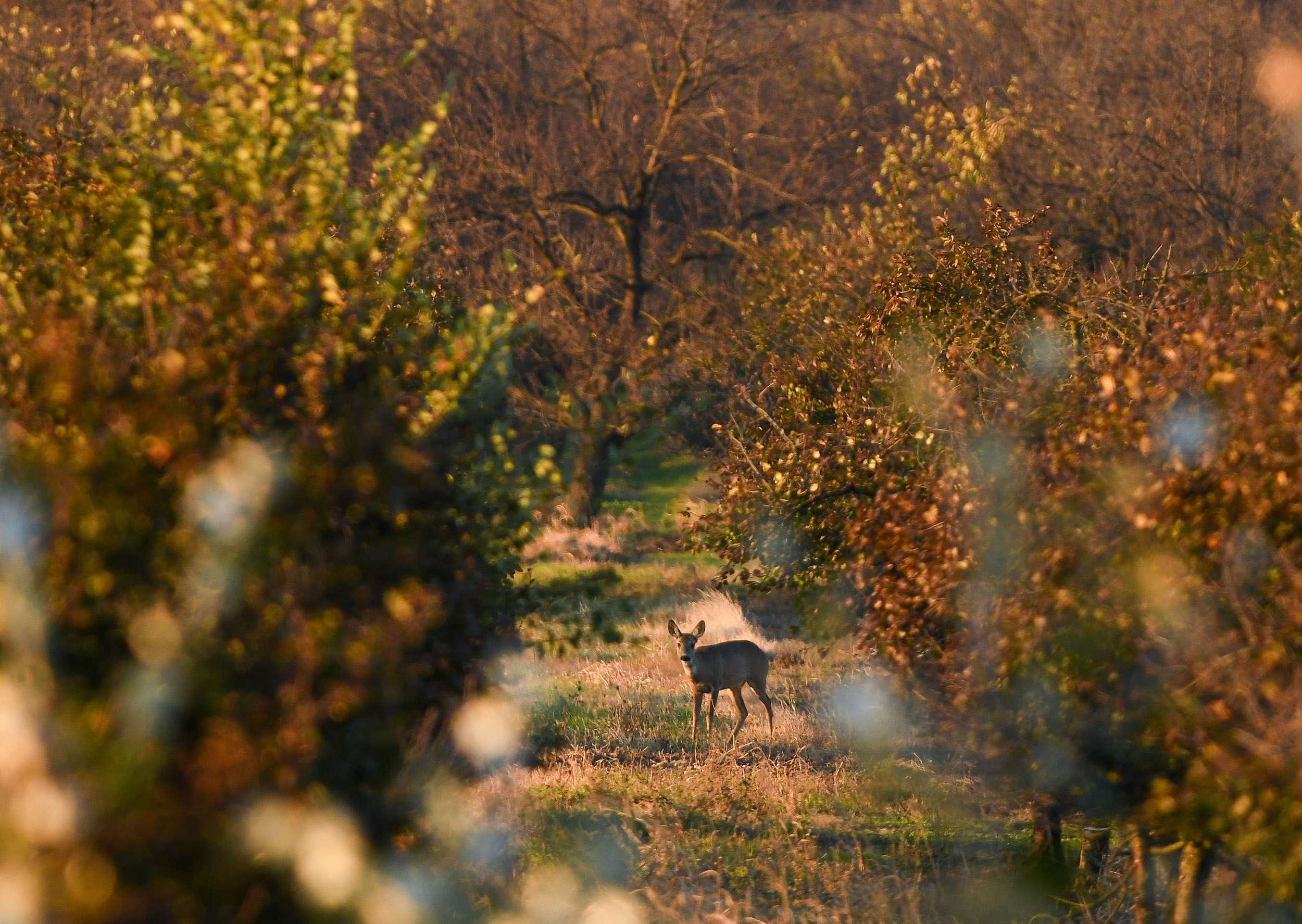 Novi Becej79 Srne jesen Slano Kopovo foto Nenad Mihajlovic