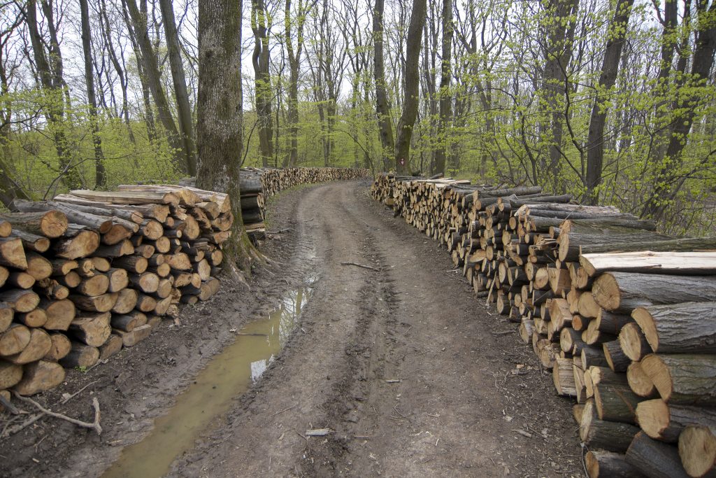 Novi Sad 18.04.2021 Seca sume na Fruskoj gori posecena suma Fruska gora foto Nenad Lazic