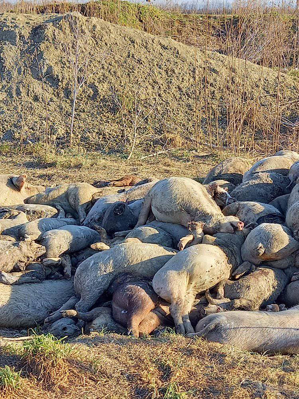 Uginule svinje, deponija uginulih svinja Foto: Facebook/EKO-Pančevački rit