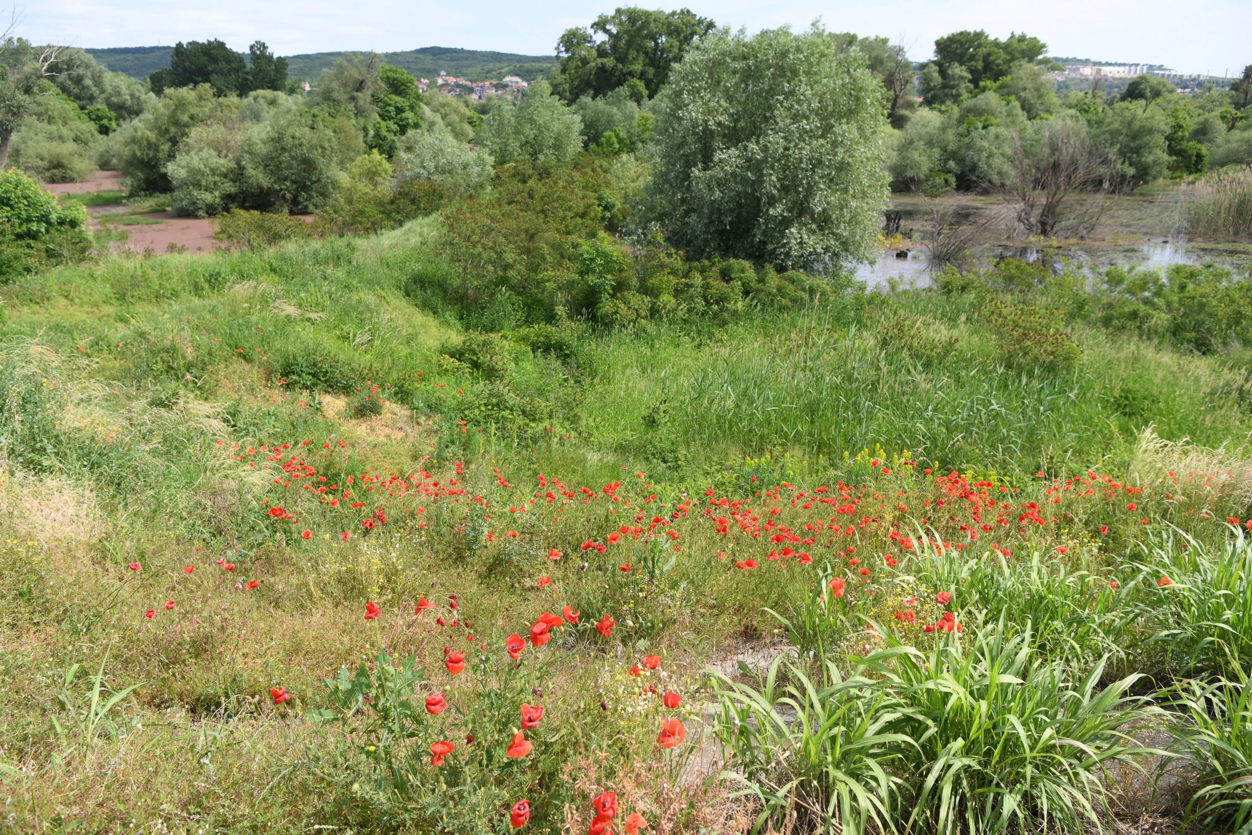 Beograd 27.05.2021. Bara Reva, protest, Foto: Goran Srdanov/Nova.rs