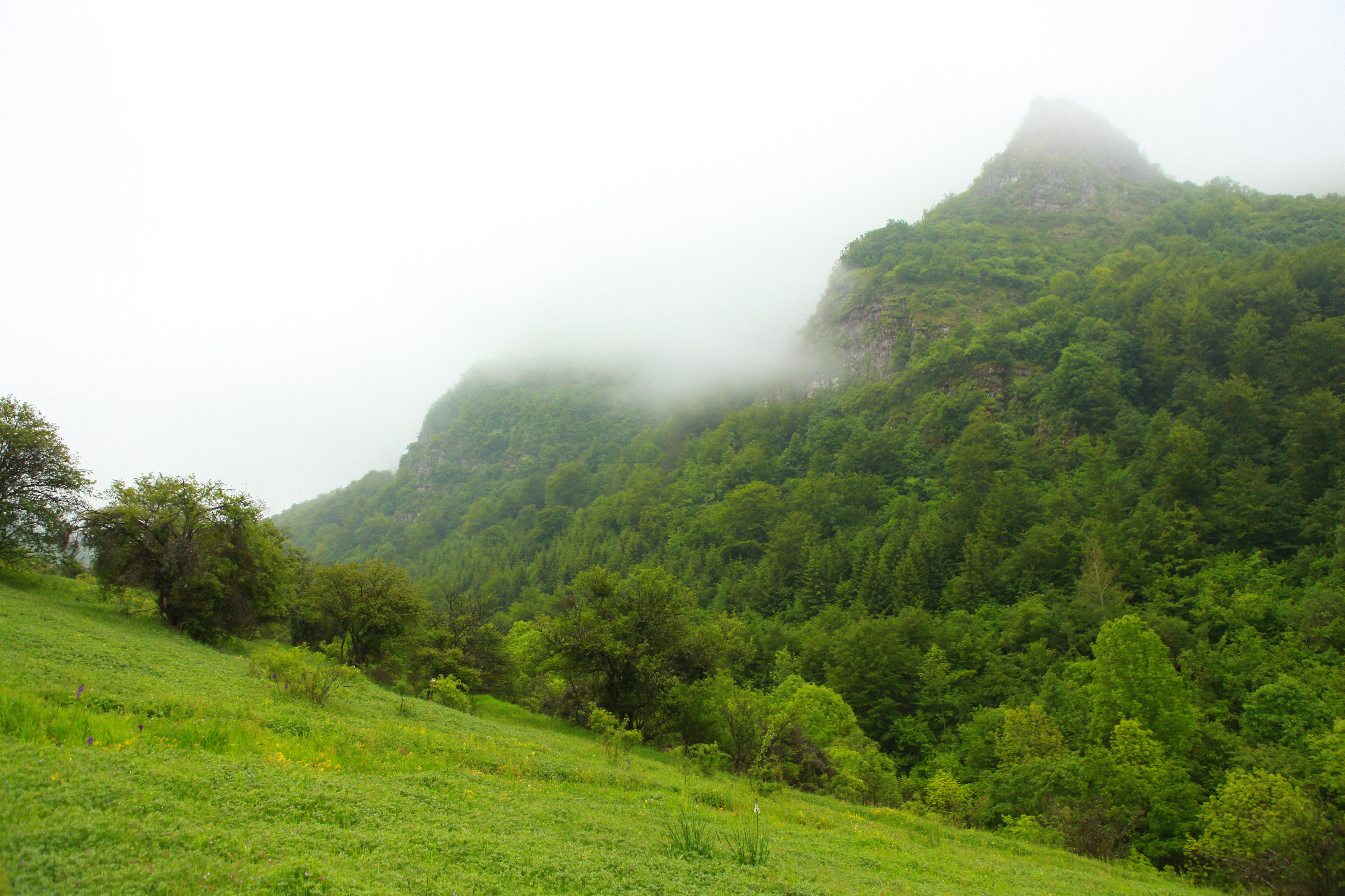 Knjaževac, Stara planina  31.05.2014. Reportaža, priroda, pejzaž, livada, brežuljak Foto: Zoran Lončarević