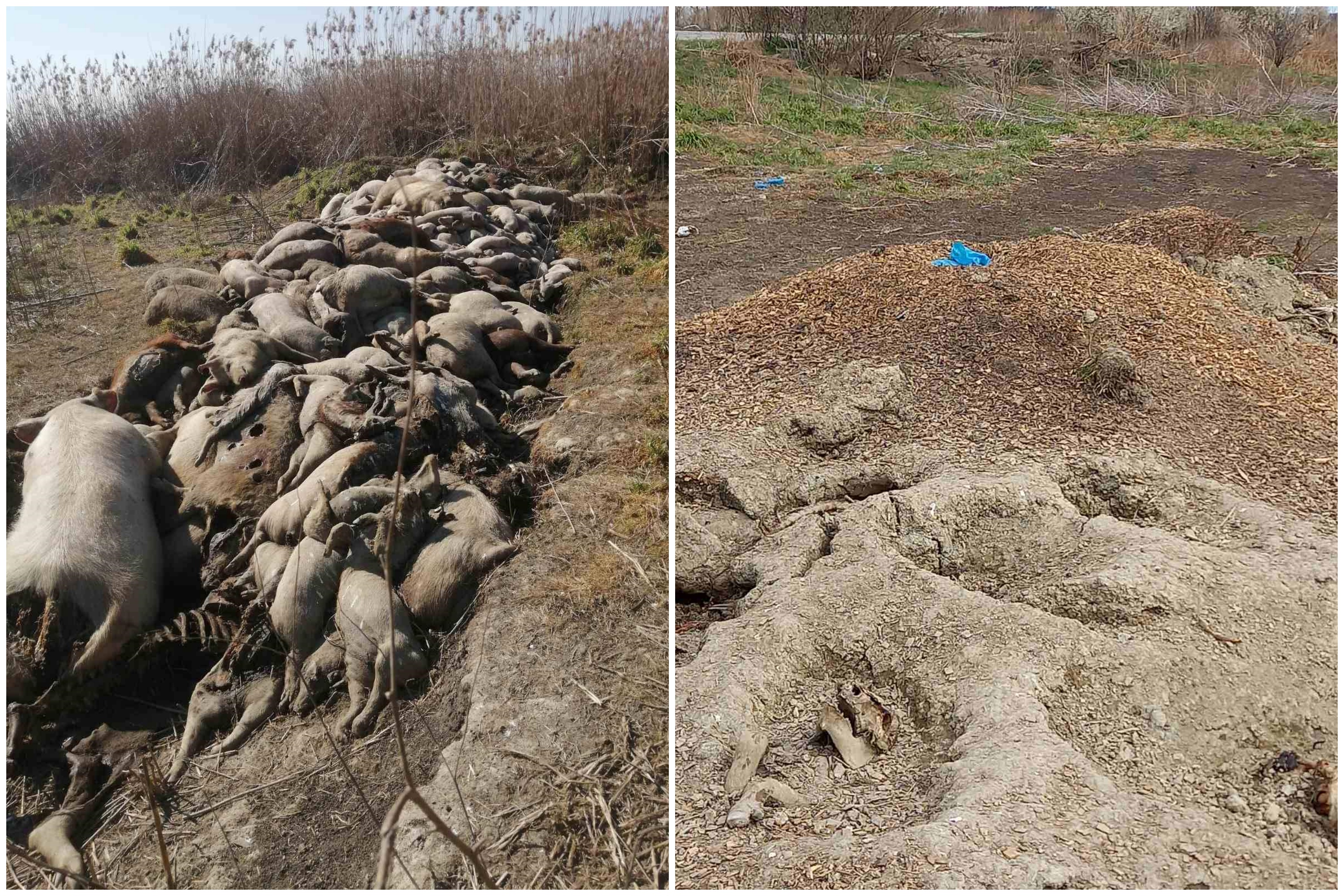 Uginule svinje, deponija uginulih svinja, kombo Foto: Facebook/EKO-Pančevački rit