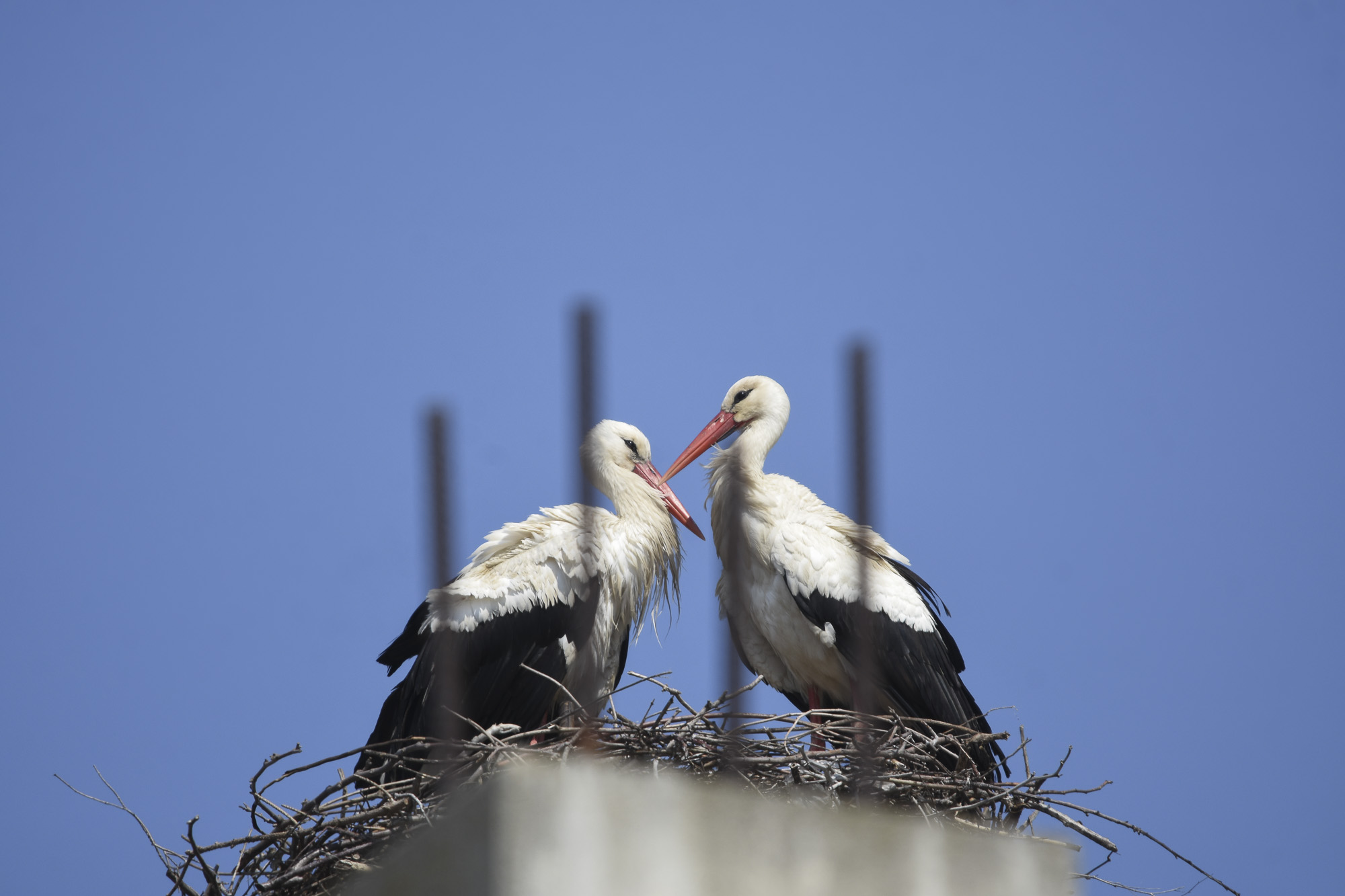26032021 Novi Sad 26.03.2021. Rode na nedovršenom napuštenom gradilištu kompanije Roda na Klisi, rode, proleće, lepo vreme Foto: Nenad Lazić/Nova.rs