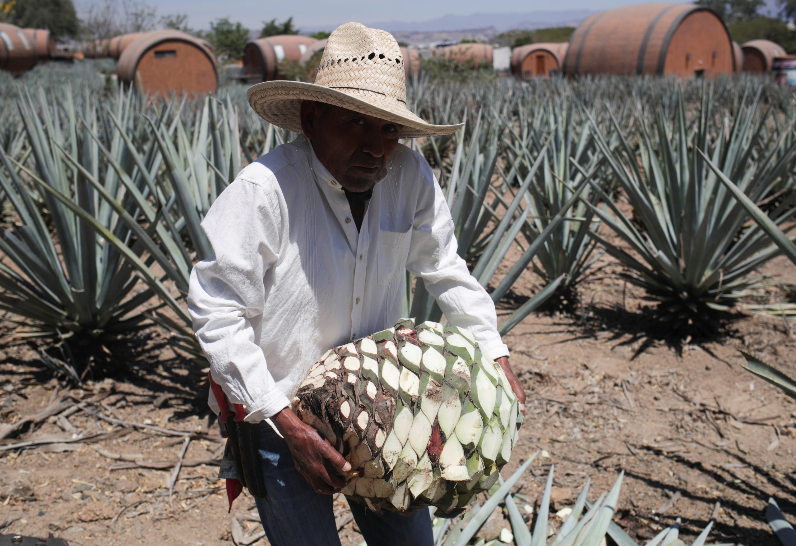 A farmer, also known as jimador, carries a blue agave on a plantation during a media tour at La Cofradia distillery in Tequila, Jalisco, Mexico, March 27, 2021. Picture taken March 27, 2021. REUTERS/Henry Romero