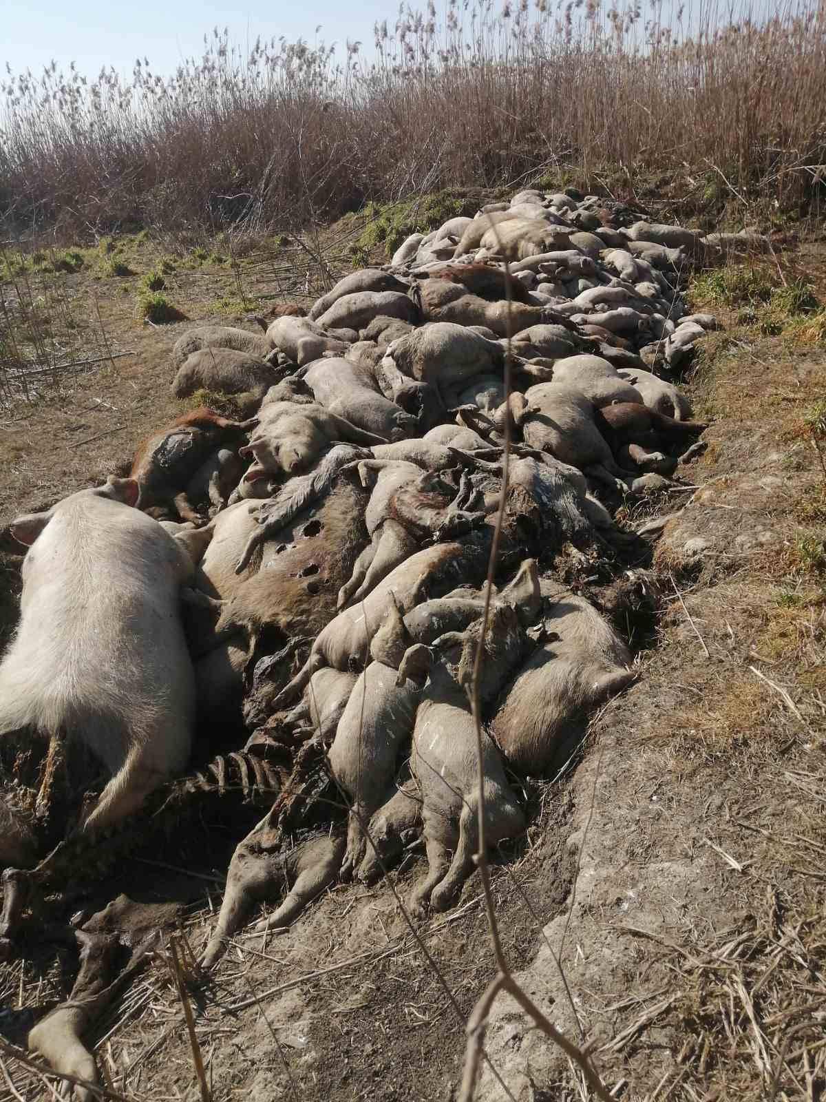 Uginule svinje, deponija uginulih svinja Foto: Facebook/EKO-Pančevački rit