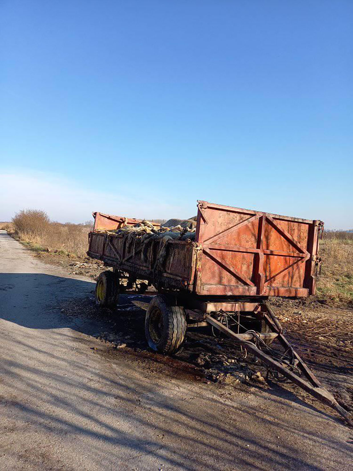 Uginule svinje, deponija uginulih svinja Foto: Facebook/EKO-Pančevački rit