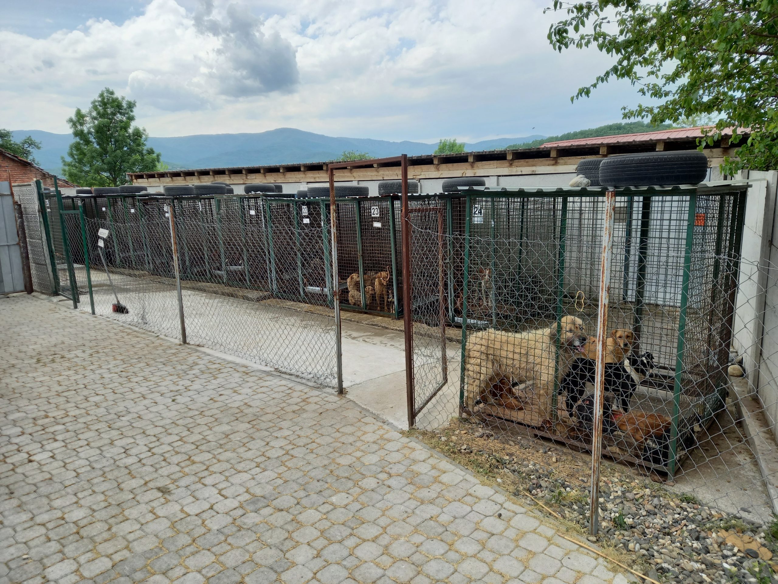 Slika u Aveniji nakon naše posete, azil za pse, fotografije poslao Nenad Bozic