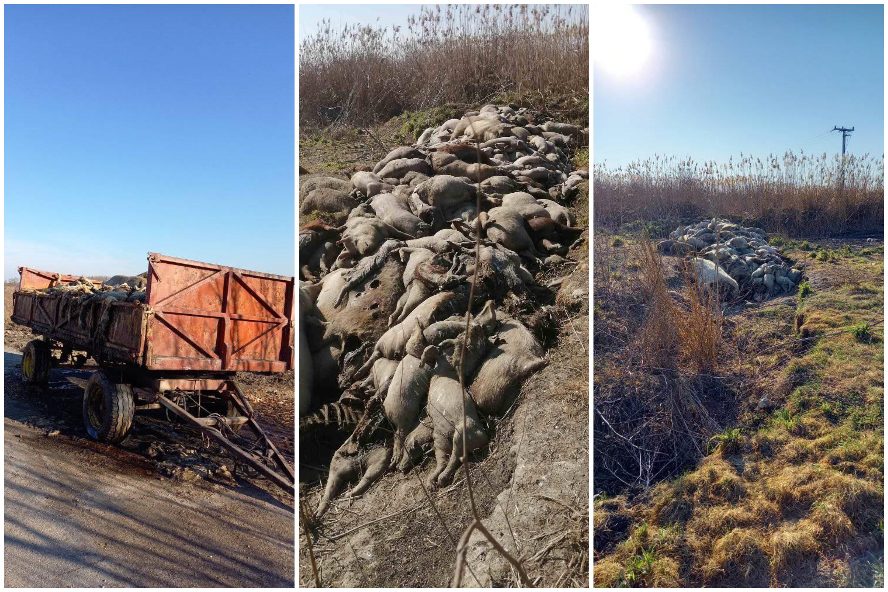 Uginule svinje, deponija uginulih svinja, kombo Foto: Facebook/EKO-Pančevački rit