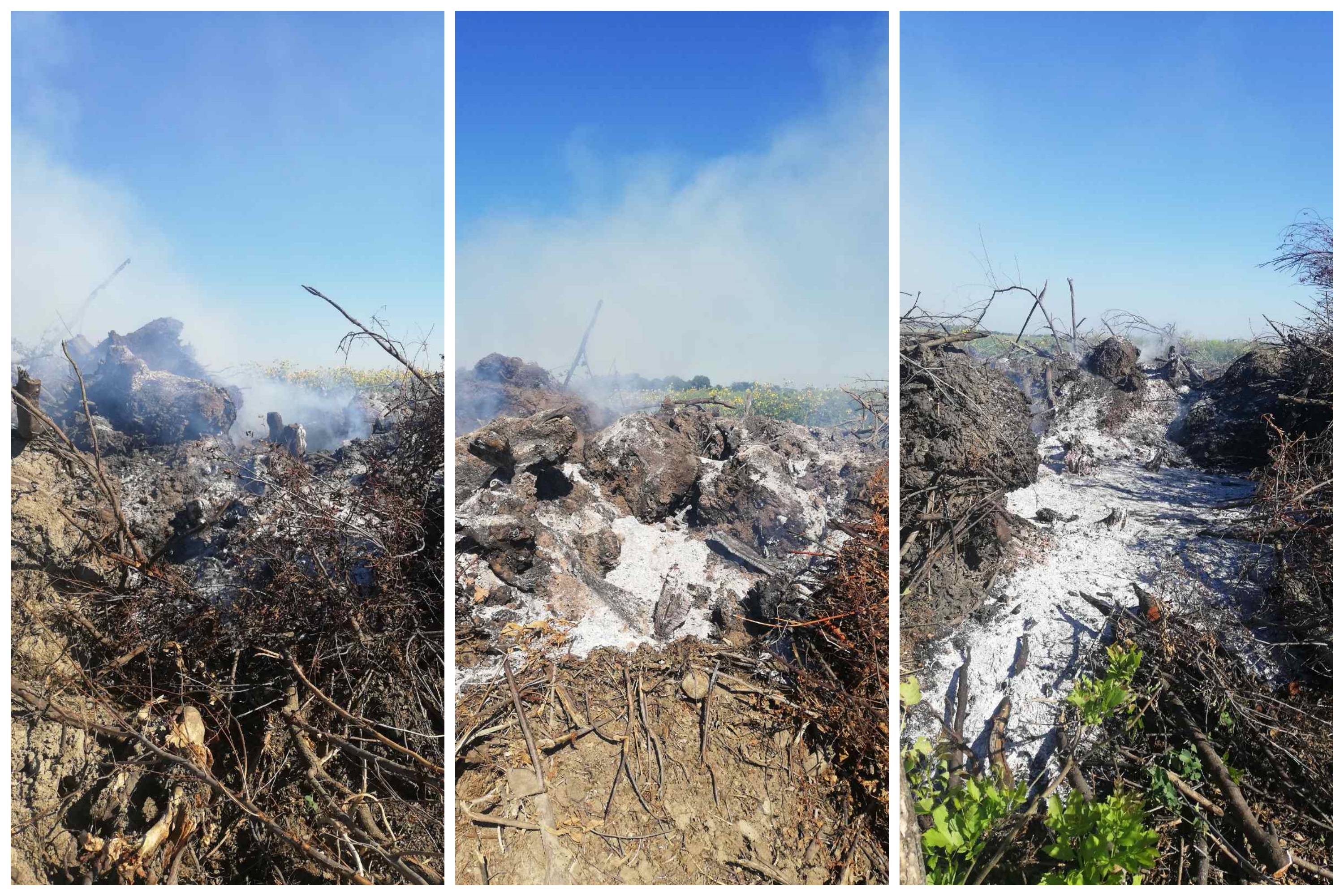 Paljenje strnjike, strnjika, Al Dahra Foto: Zoran Janković/EKO Pančevački rit