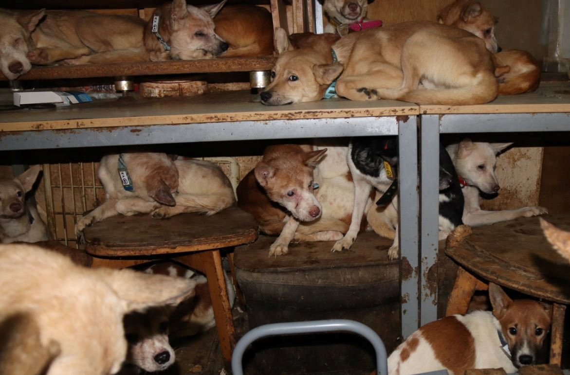 najbolje fotografije 4 11 Handout photo shows dozens of dogs are crammed inside a tiny house in Izumo, wetsern Japan