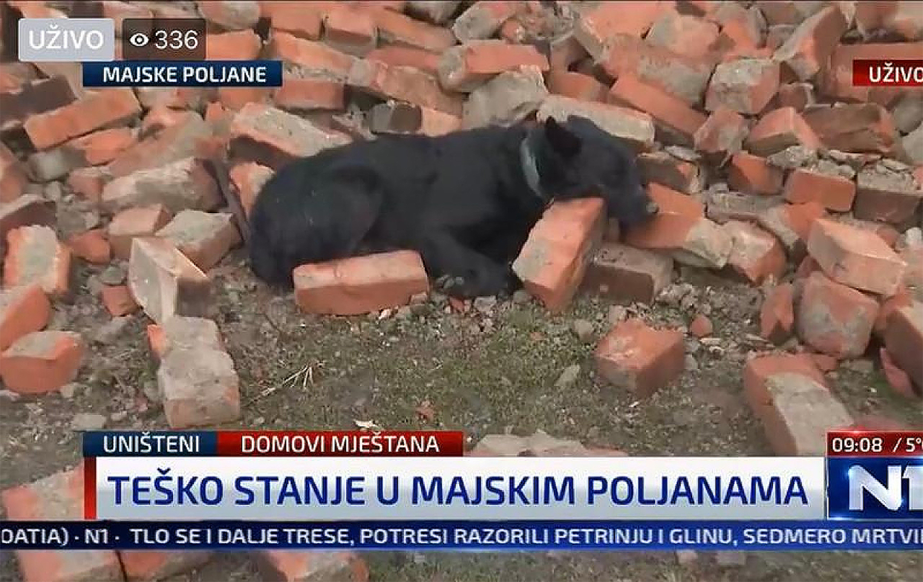 Pas leži na ciglama srušene kuće u Majskim poljanama i čuva je