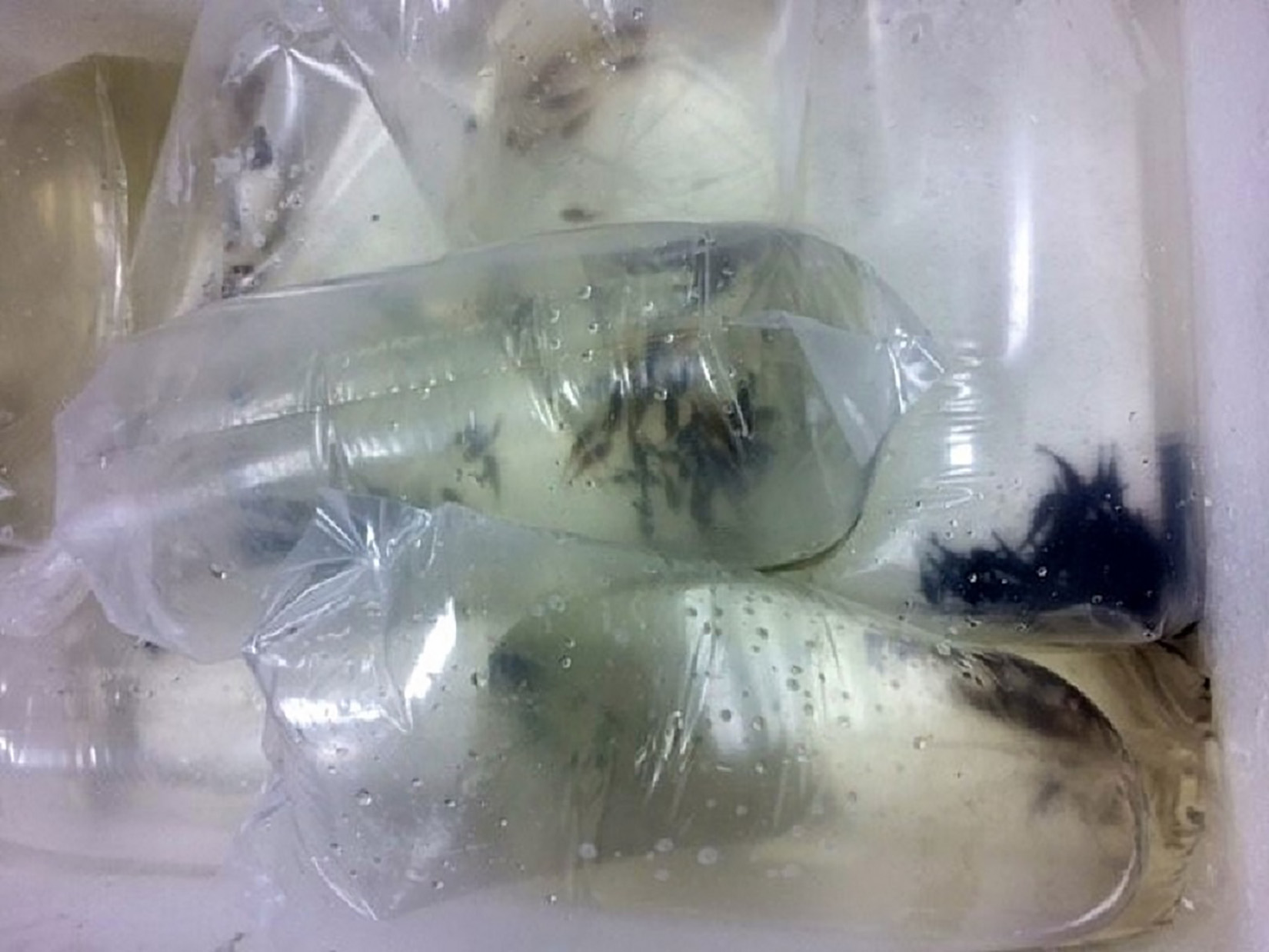 Akvarijumske ribice, zaplena, šverc, krijumčarenje, granični prelaz Horgoš Foto: Uprava Carina