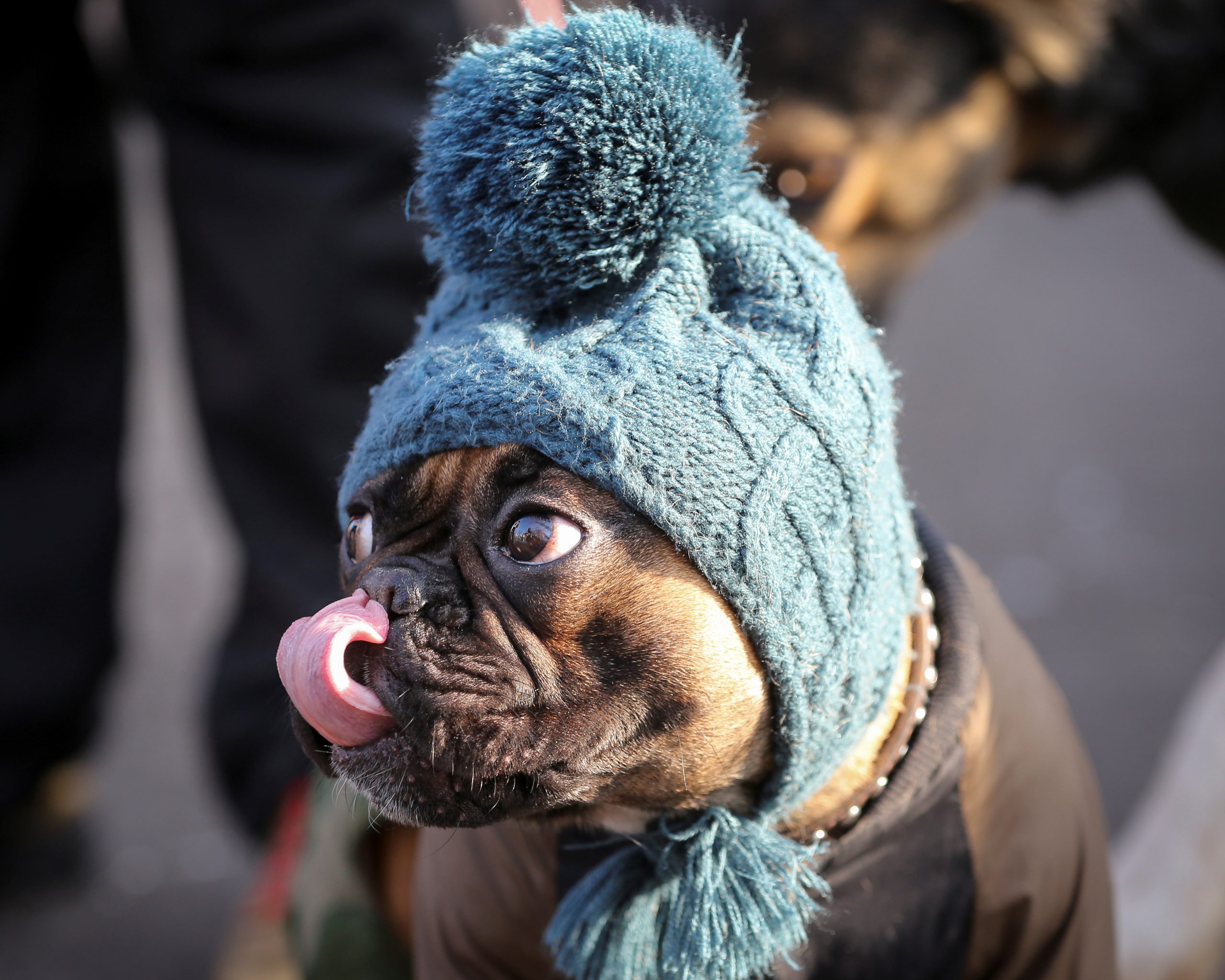 A dog licks its nose during a protest of animals rights activists demanding to toughen up the punishment for  animal abuse in Almaty, Kazakhstan November 21, 2020.  REUTERS/Pavel Mikheyev