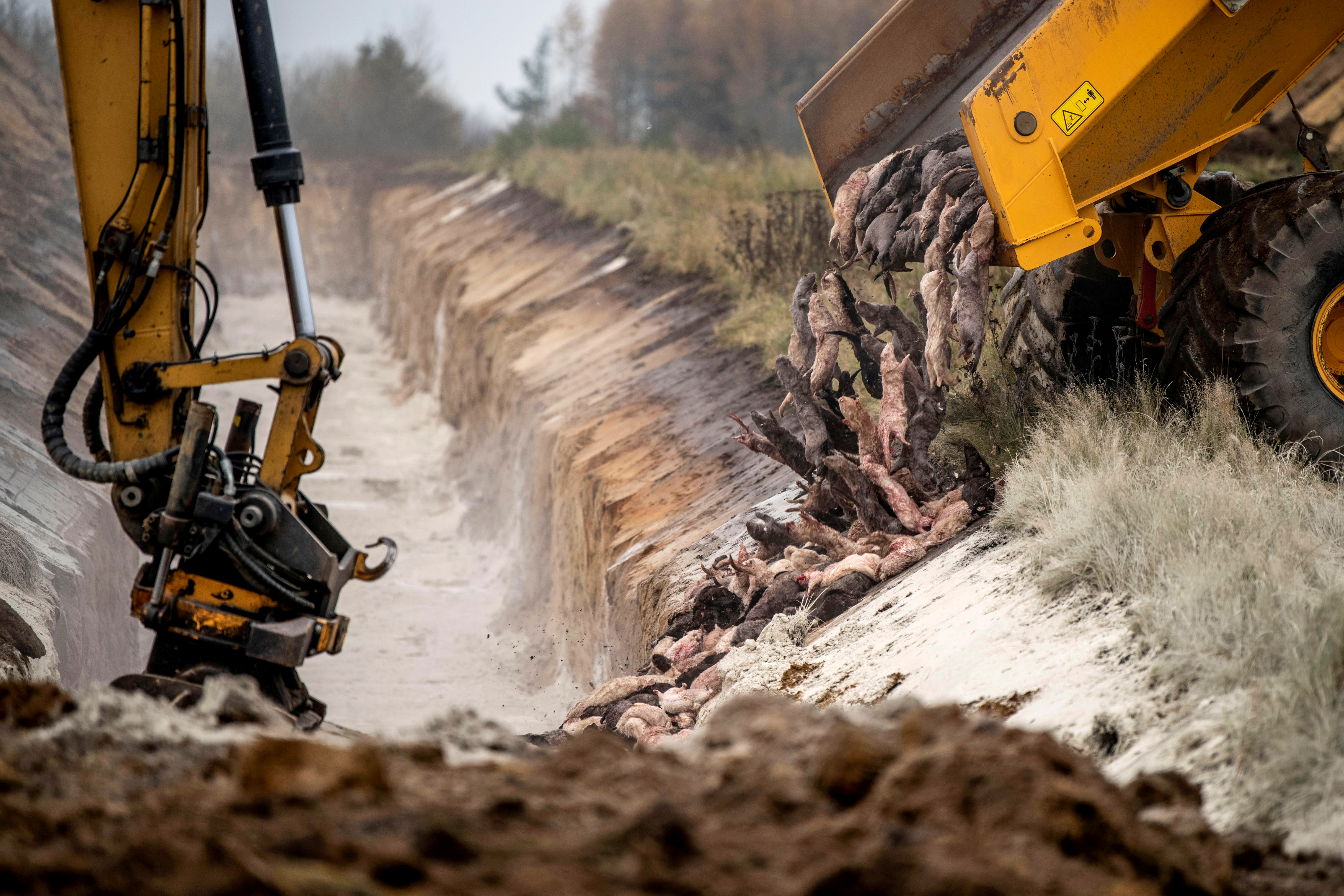 Kune, lasice, nerc, Danska, Disposing of dead mink in a military area near Holstebro in Denmark