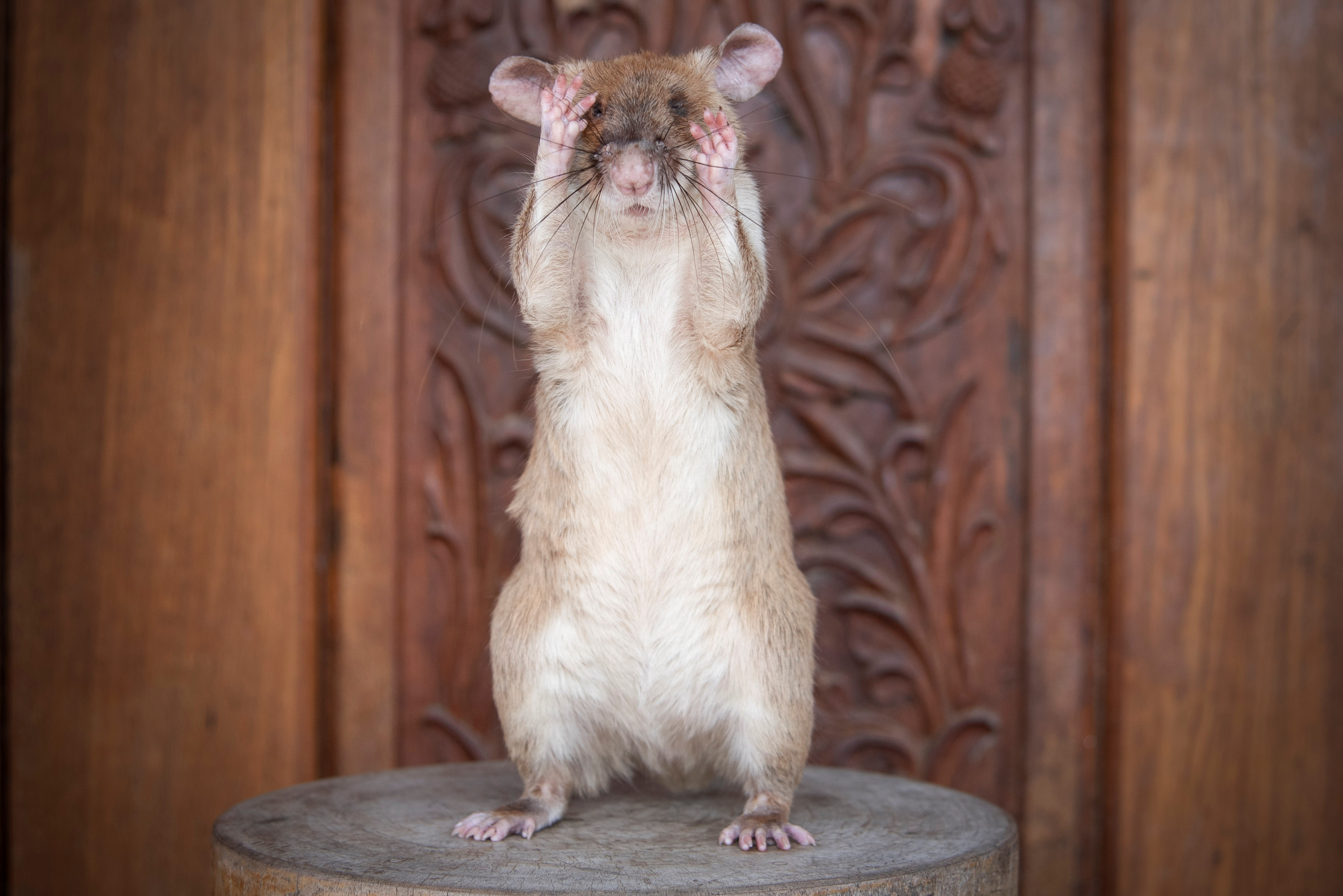 Magawa, a mine-sniffing rat, is pictured in Siem Reap