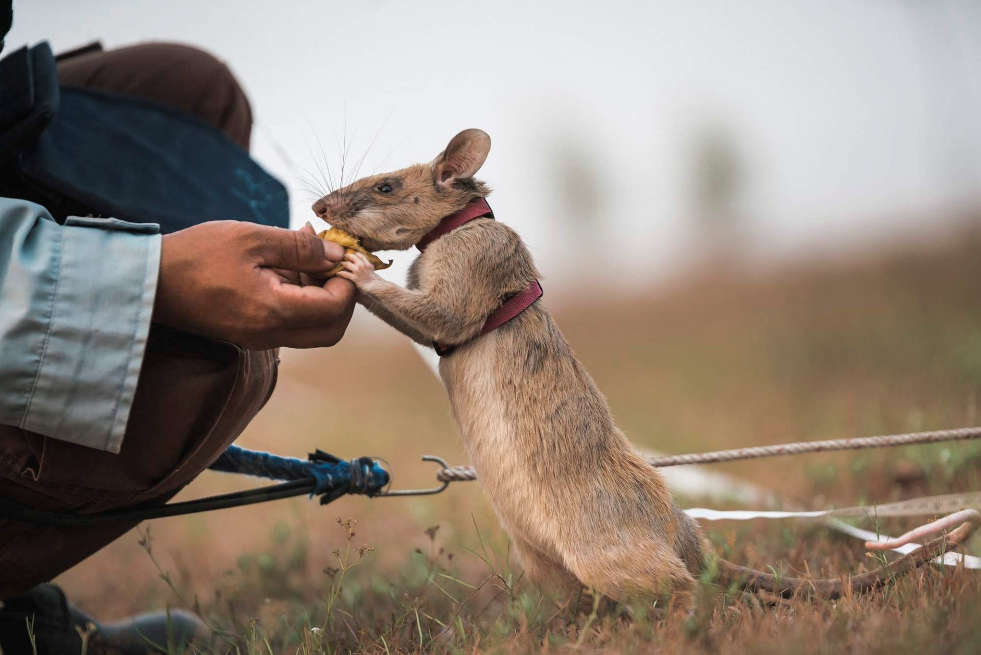 2020-09-25T065433Z_1173421393_RC2I5J970TKV_RTRMADP_3_CAMBODIA-LANDMINES-RAT-1920x1281.jpg