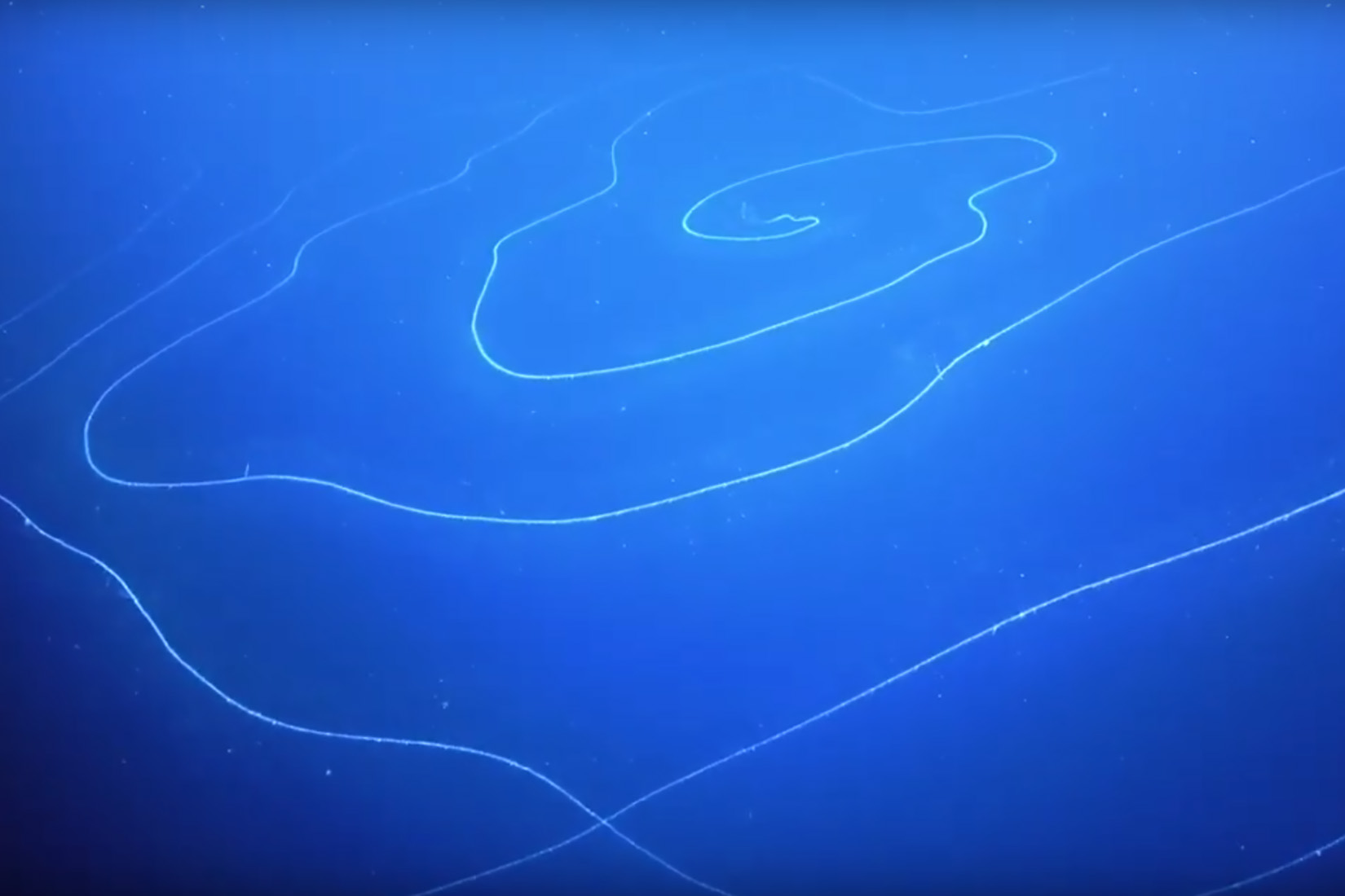 zivotinjice u moru01 foto PrintscreenYouTubeSchmidt Ocean