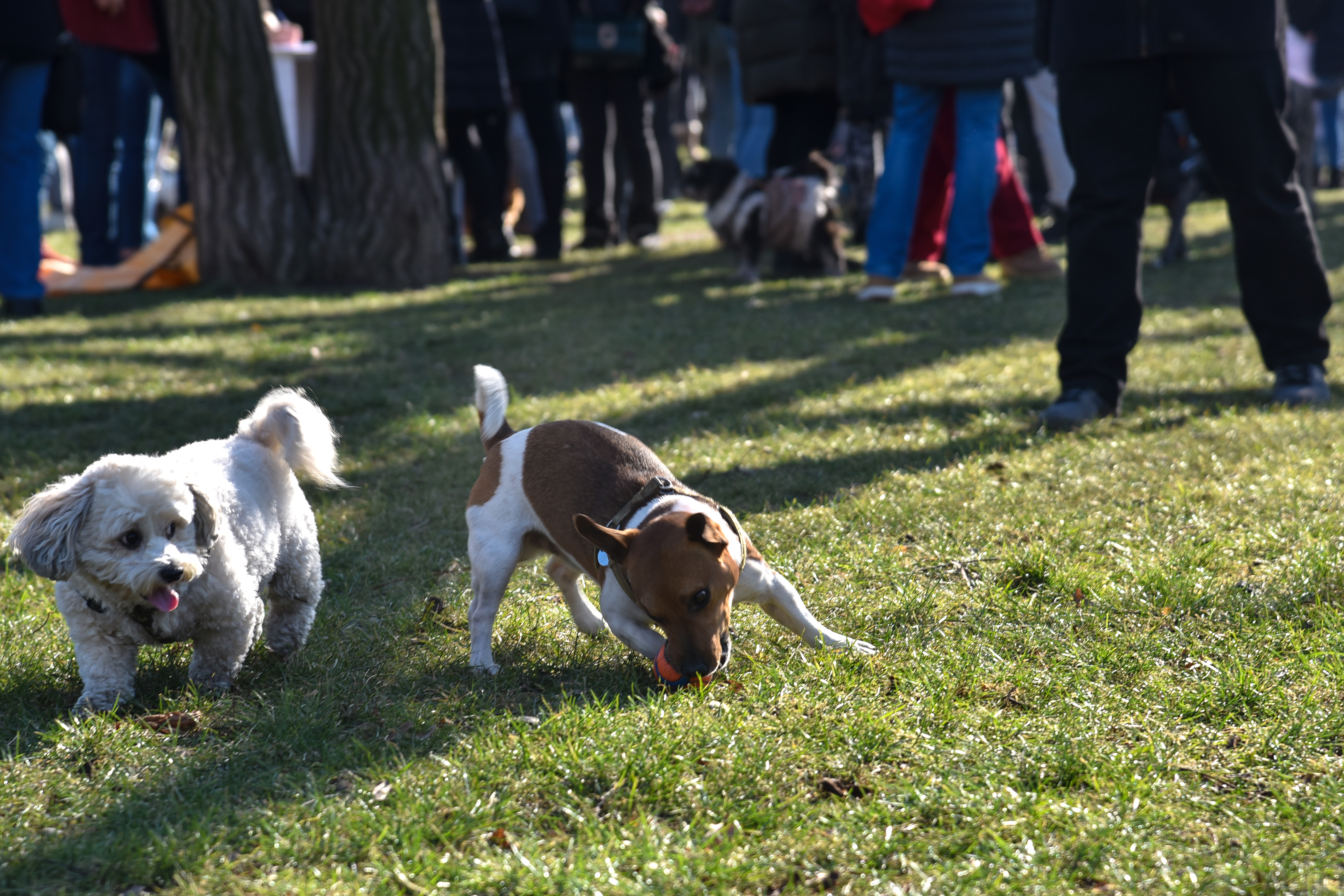 Beograd 09.02.2020. Pas, kuče. Protest pod nazivom Borba za Džekija. Protest ljubitelja životinja, protest protiv zlostavljanja životinja, Pionirski park Foto: Nemanja Jovanović/Nova.rs