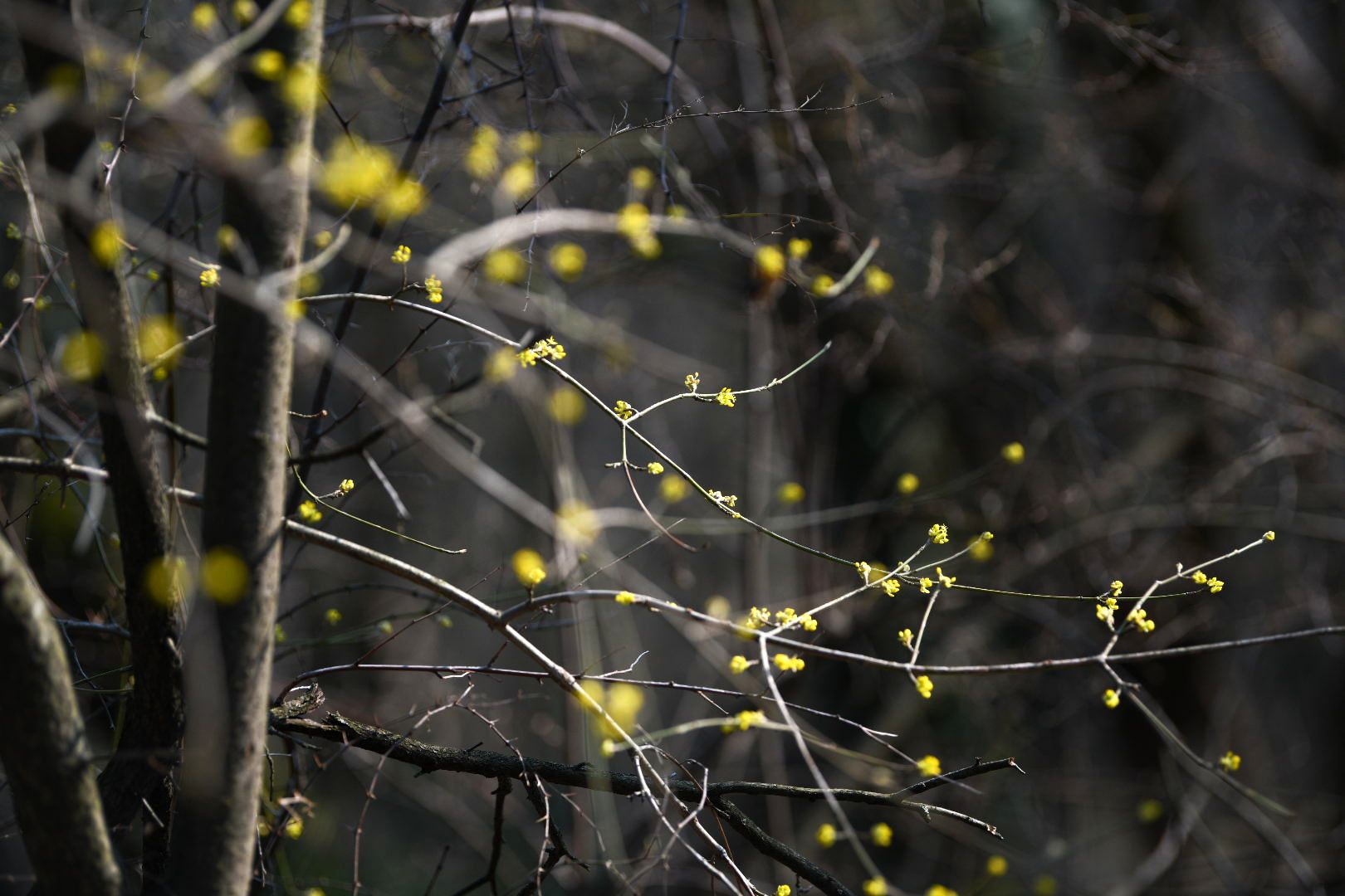 Beograd 05.03.2026. Proleće, lepo vreme, Košutnjak, fičer, pokrivalica, ilustracija Foto: Filip Krainčanić/Nova.rs