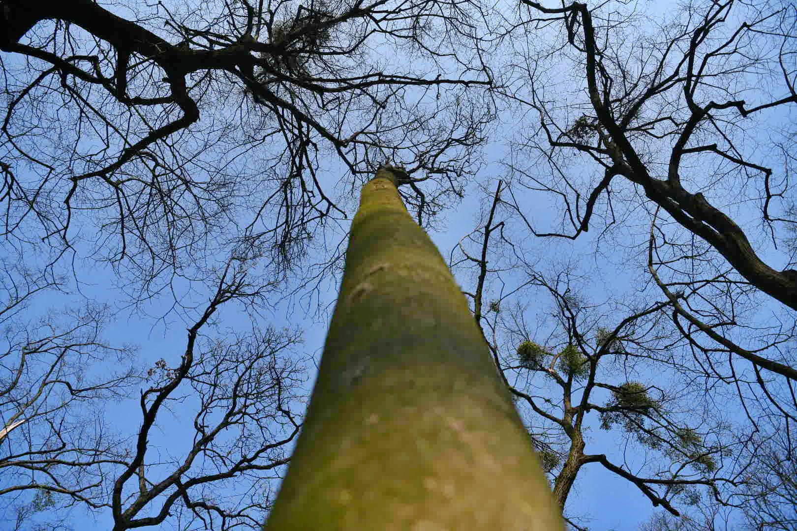 Beograd 05.03.2026. Proleće, lepo vreme, Košutnjak, fičer, pokrivalica, ilustracija Foto: Filip Krainčanić/Nova.rs