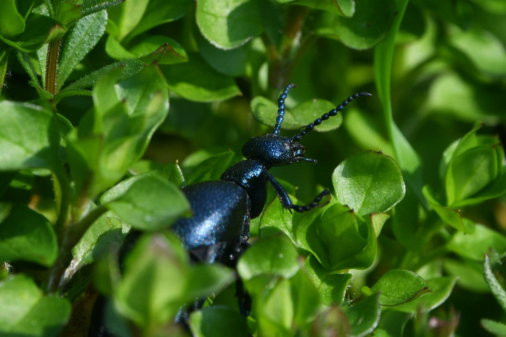 Beograd 05.03.2026. Proleće, lepo vreme, Košutnjak, buba, fičer, pokrivalica, ilustracija Foto: Filip Krainčanić/Nova.rs