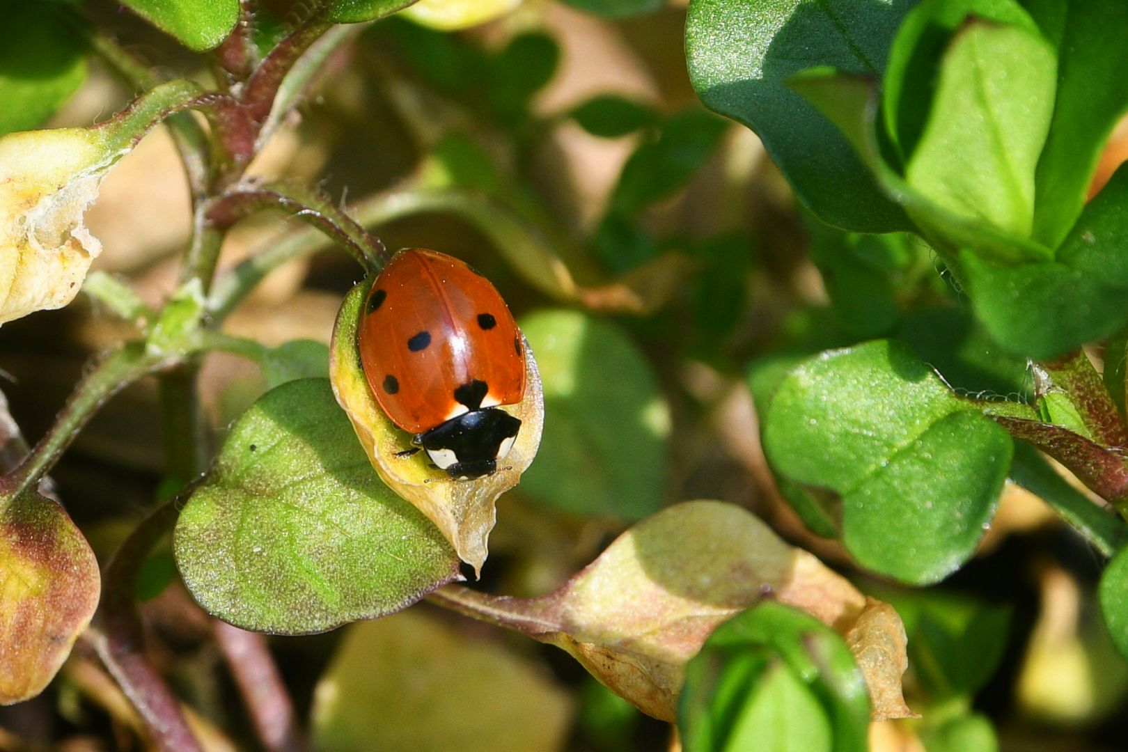 Beograd 05.03.2026. Proleće, lepo vreme, Košutnjak, buba mara, fičer, pokrivalica, ilustracija Foto: Filip Krainčanić/Nova.rs