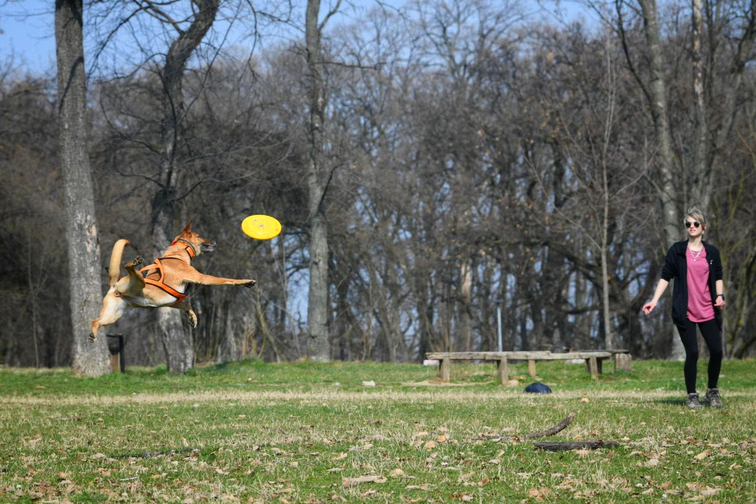 Beograd 05.03.2026. Proleće, lepo vreme, Košutnjak, pas, šetnja, igra, fičer, pokrivalica, ilustracija Foto: Filip Krainčanić/Nova.rs