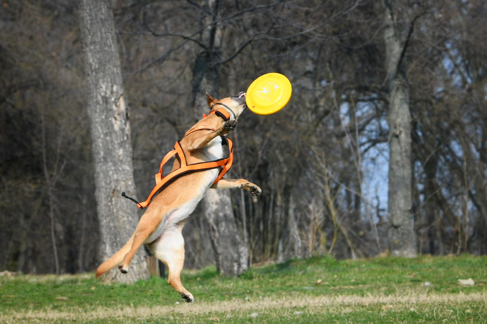 Beograd 05.03.2026. Proleće, lepo vreme, Košutnjak, pas, šetnja, igra, fičer, pokrivalica, ilustracija Foto: Filip Krainčanić/Nova.rs