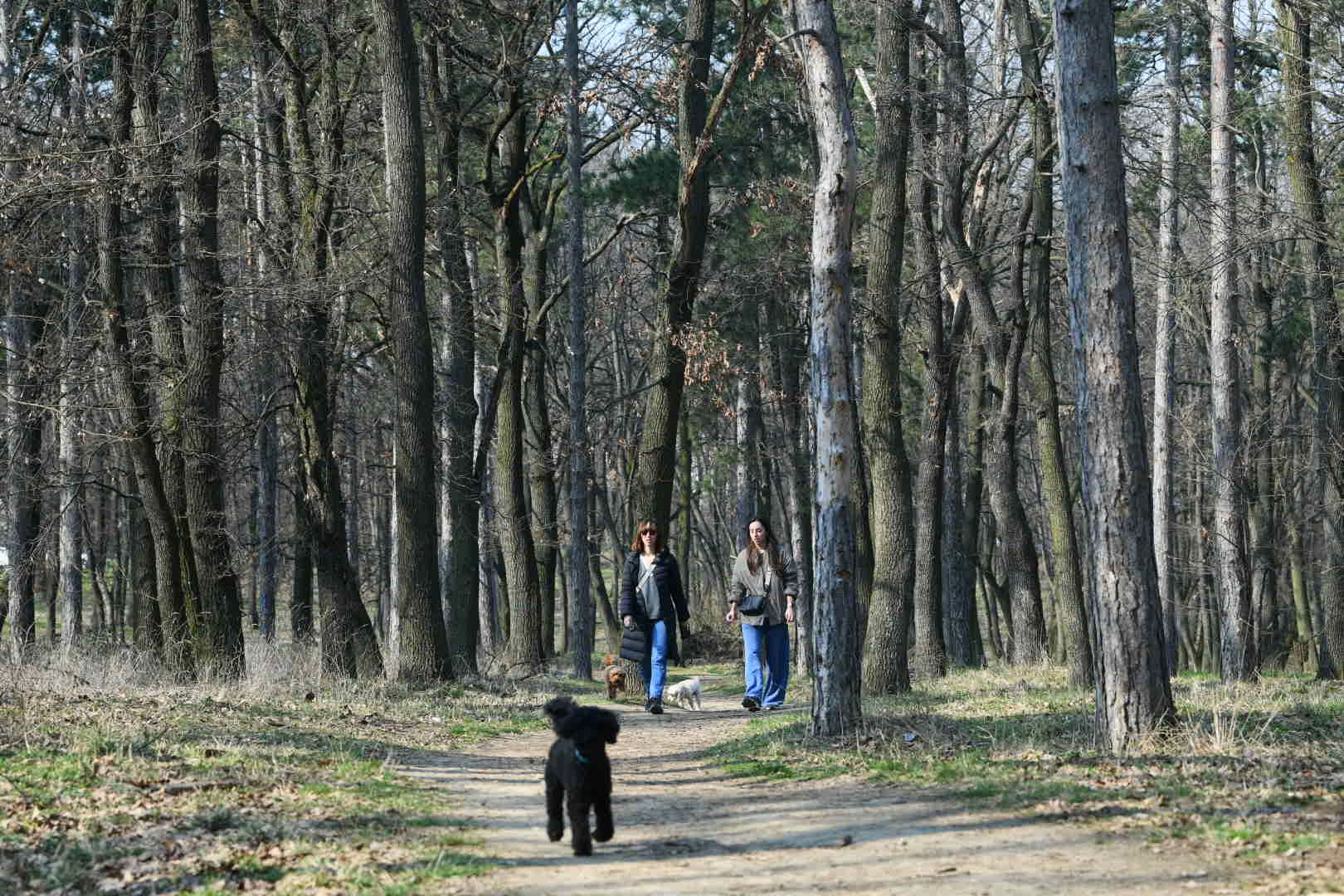 Beograd 05.03.2026. Proleće, lepo vreme, Košutnjak, šetnja, odmor, fičer, pokrivalica, ilustracija Foto: Filip Krainčanić/Nova.rs