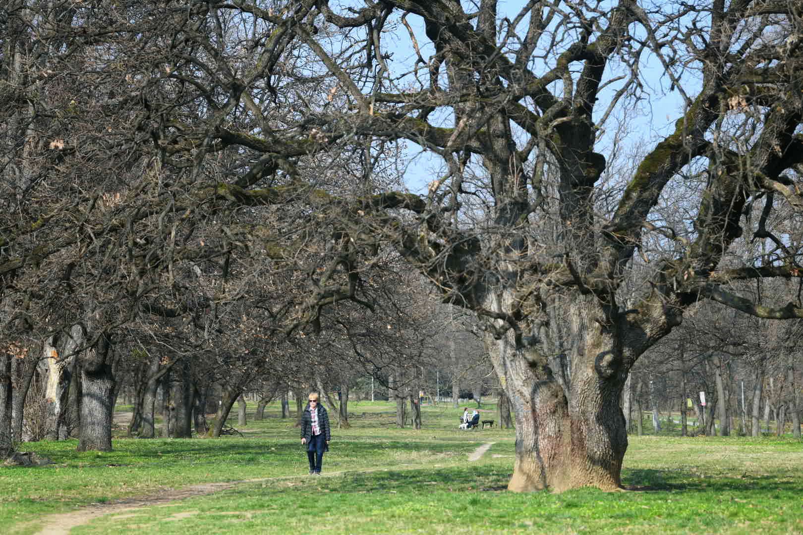 Beograd 05.03.2026. Proleće, lepo vreme, Košutnjak, šetnja, odmor, fičer, pokrivalica, ilustracija Foto: Filip Krainčanić/Nova.rs
