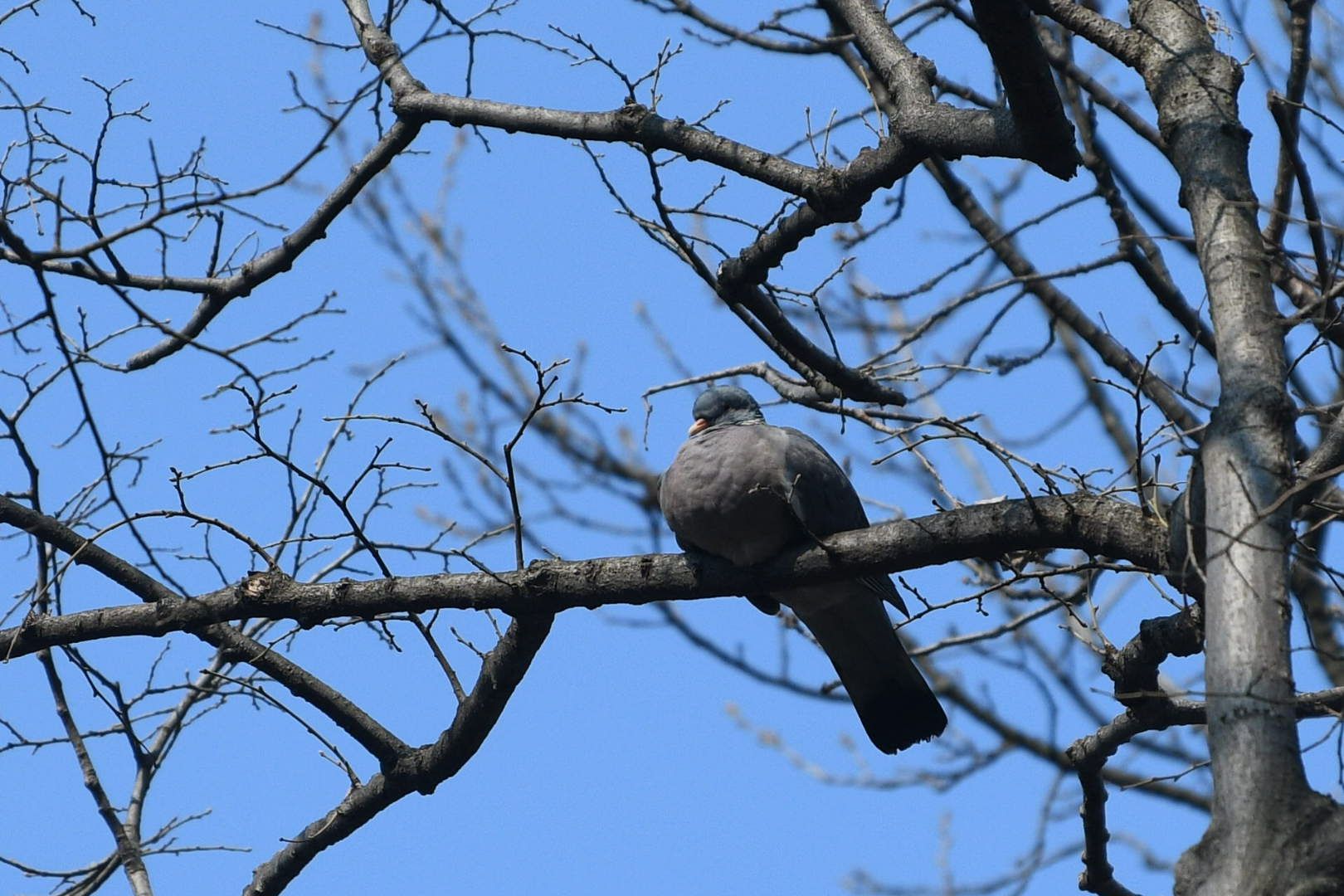 Beograd 05.03.2026. Proleće, lepo vreme, Košutnjak, ptica, fičer, pokrivalica, ilustracija Foto: Filip Krainčanić/Nova.rs