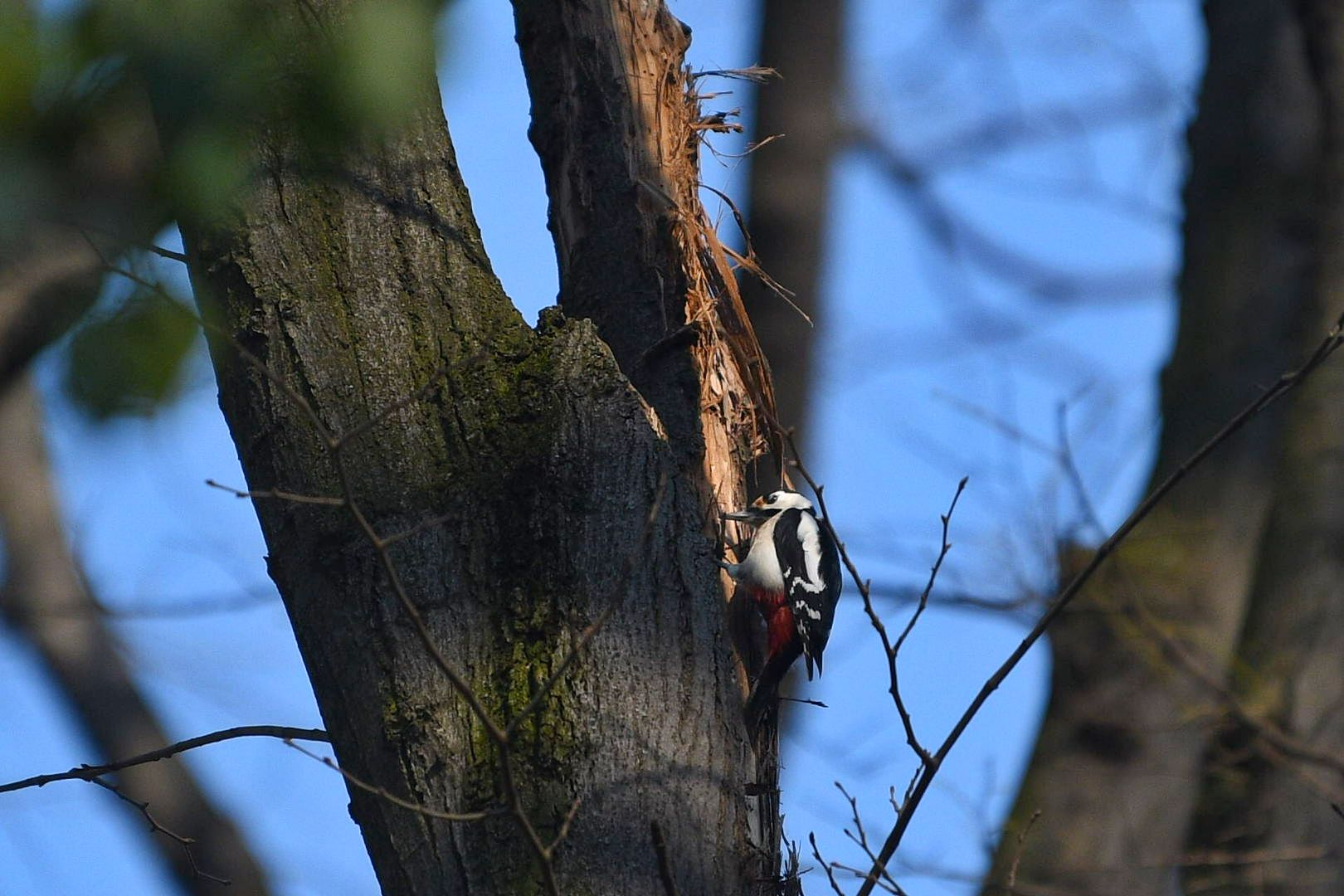 Beograd 05.03.2026. Proleće, lepo vreme, Košutnjak, ptica, fičer, pokrivalica, ilustracija Foto: Filip Krainčanić/Nova.rs