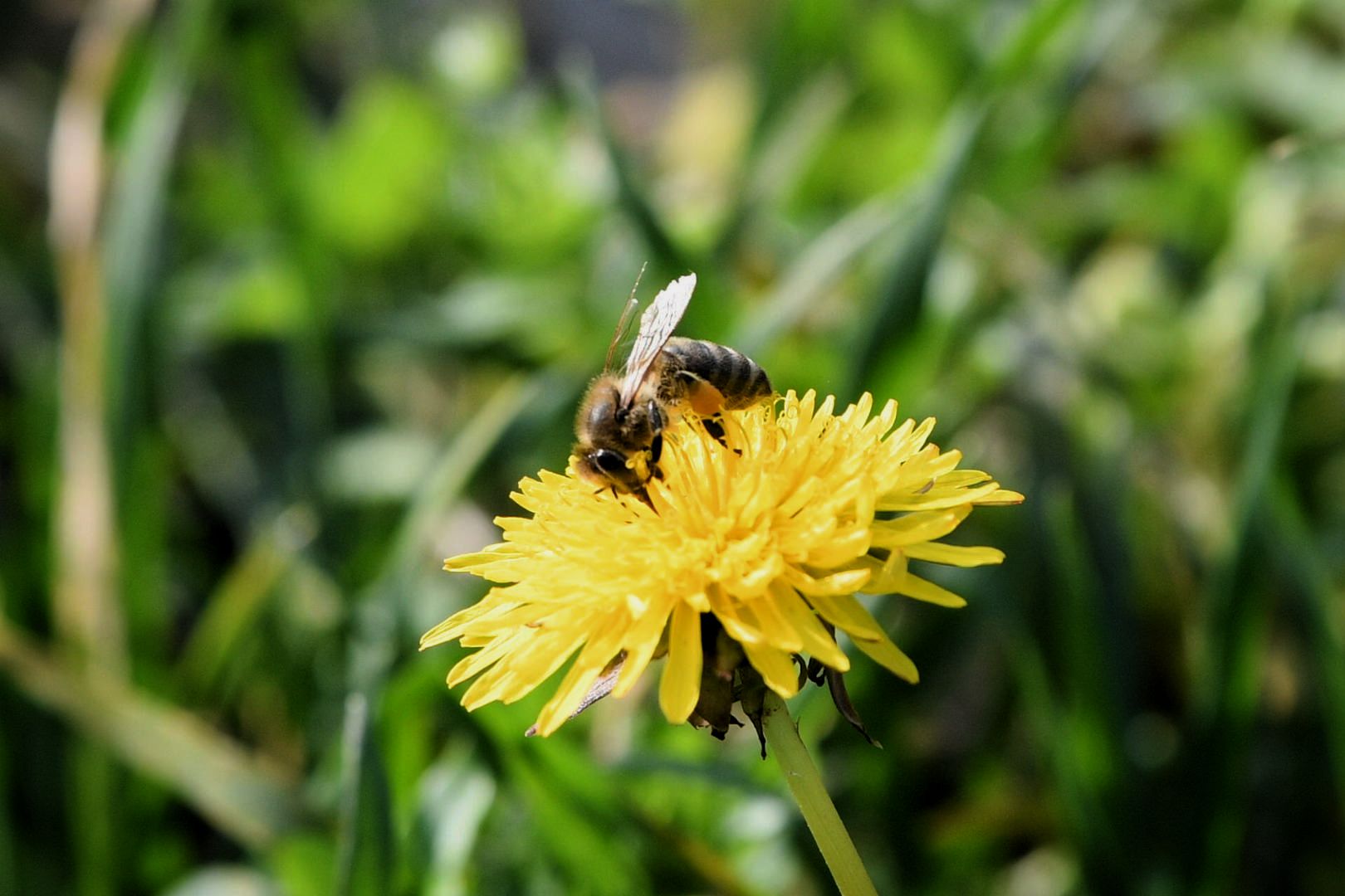 Beograd 05.03.2026. Proleće, lepo vreme, Košutnjak, cveće, cvet, maslačak, pčela, fičer, pokrivalica, ilustracija Foto: Filip Krainčanić/Nova.rs
