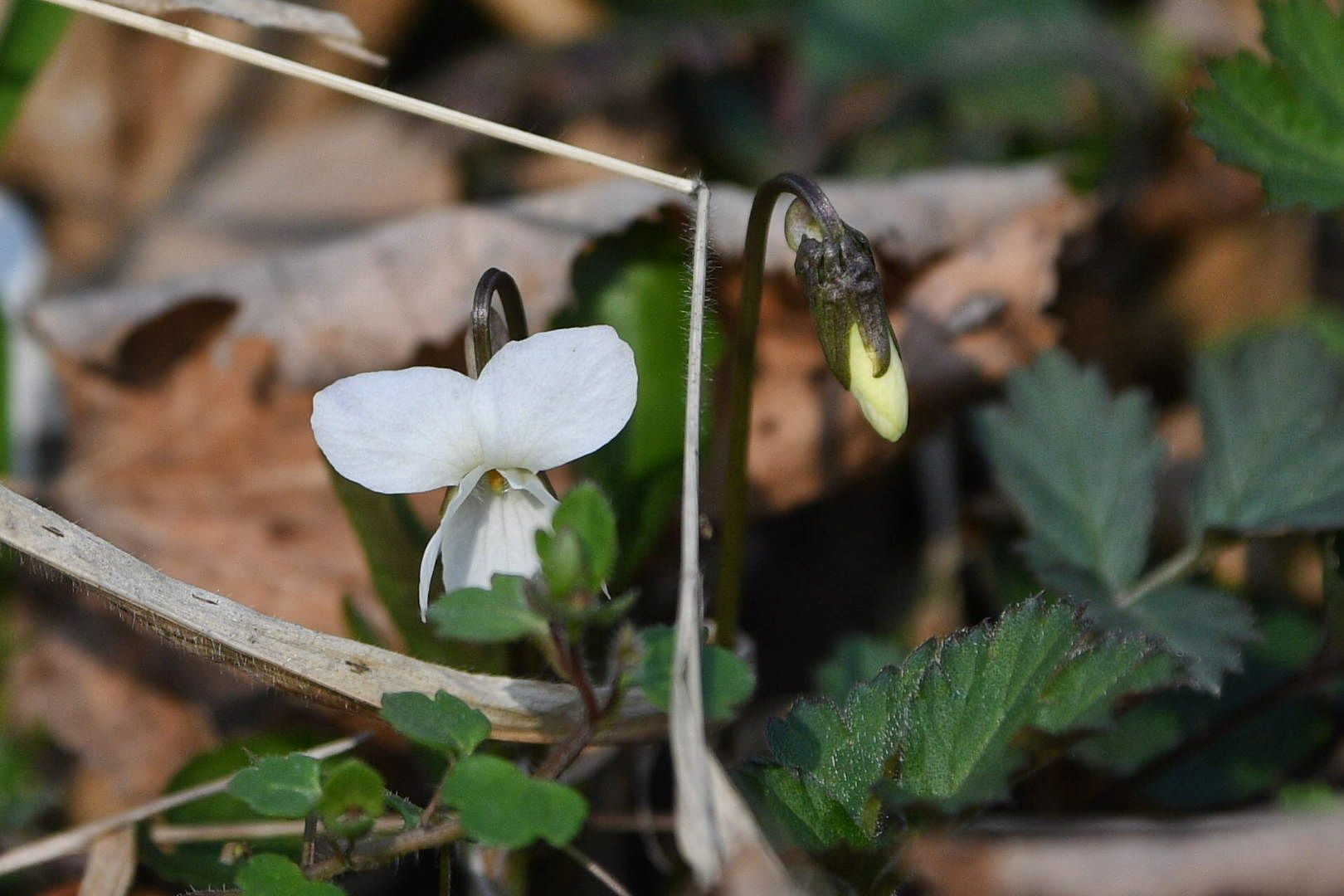 Beograd 05.03.2026. Proleće, lepo vreme, Košutnjak, cveće, cvet, visibaba, fičer, pokrivalica, ilustracija Foto: Filip Krainčanić/Nova.rs
