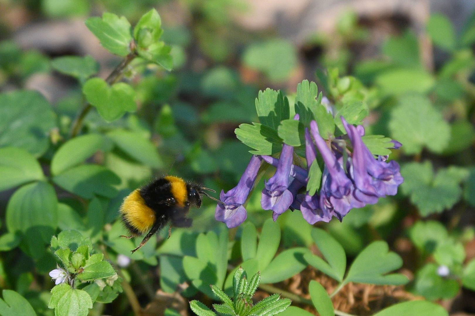 Beograd 05.03.2026. Proleće, lepo vreme, Košutnjak, cveće, cvet, bubmar, fičer, pokrivalica, ilustracija Foto: Filip Krainčanić/Nova.rs
