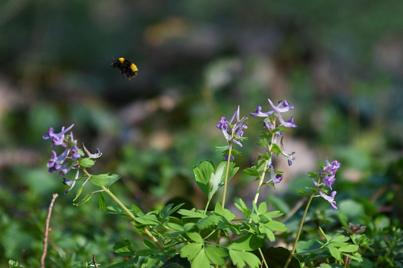 Beograd 05.03.2026. Proleće, lepo vreme, Košutnjak, cveće, cvet, bubmar, fičer, pokrivalica, ilustracija Foto: Filip Krainčanić/Nova.rs