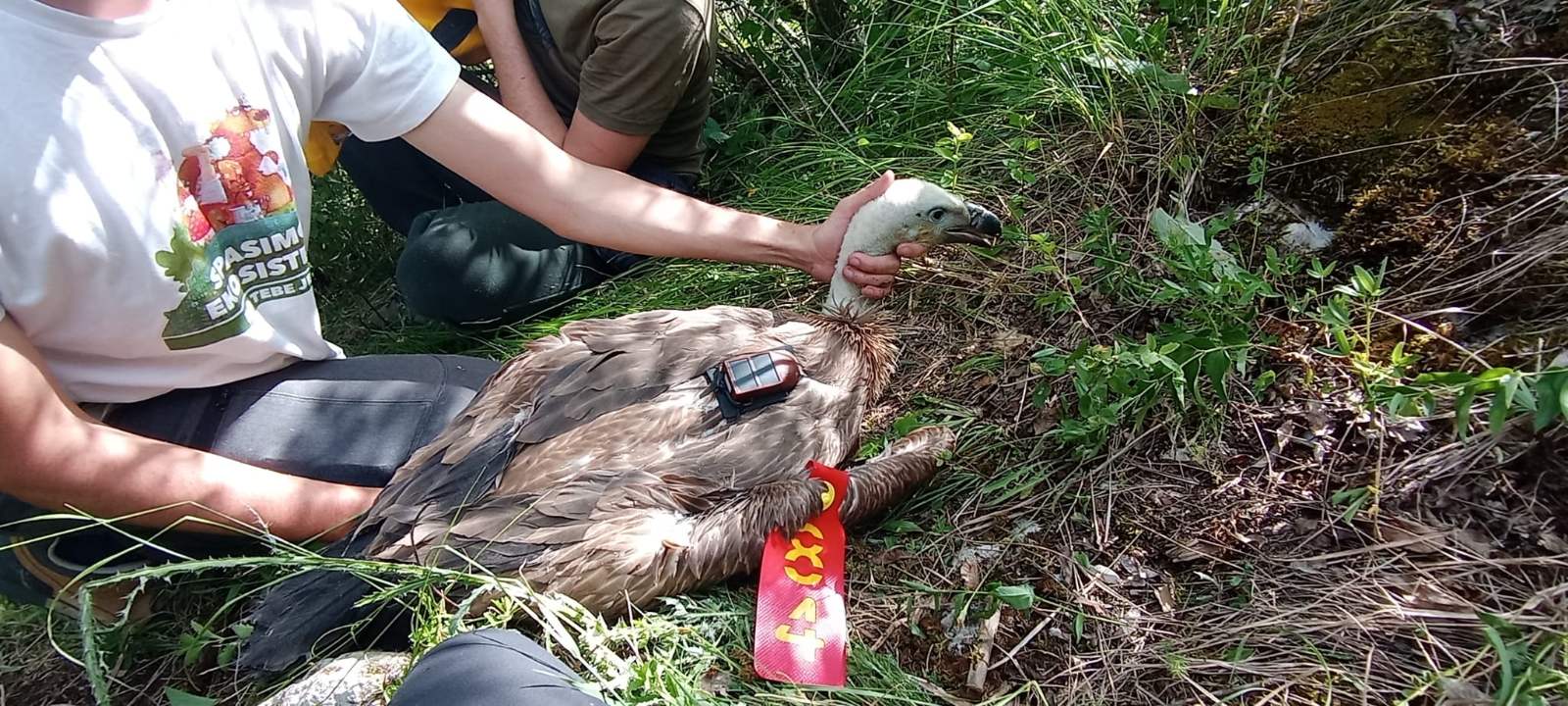 FOTO Saša Preradović - Fondacija za zaštitu ptica grabljivica 1.jpg