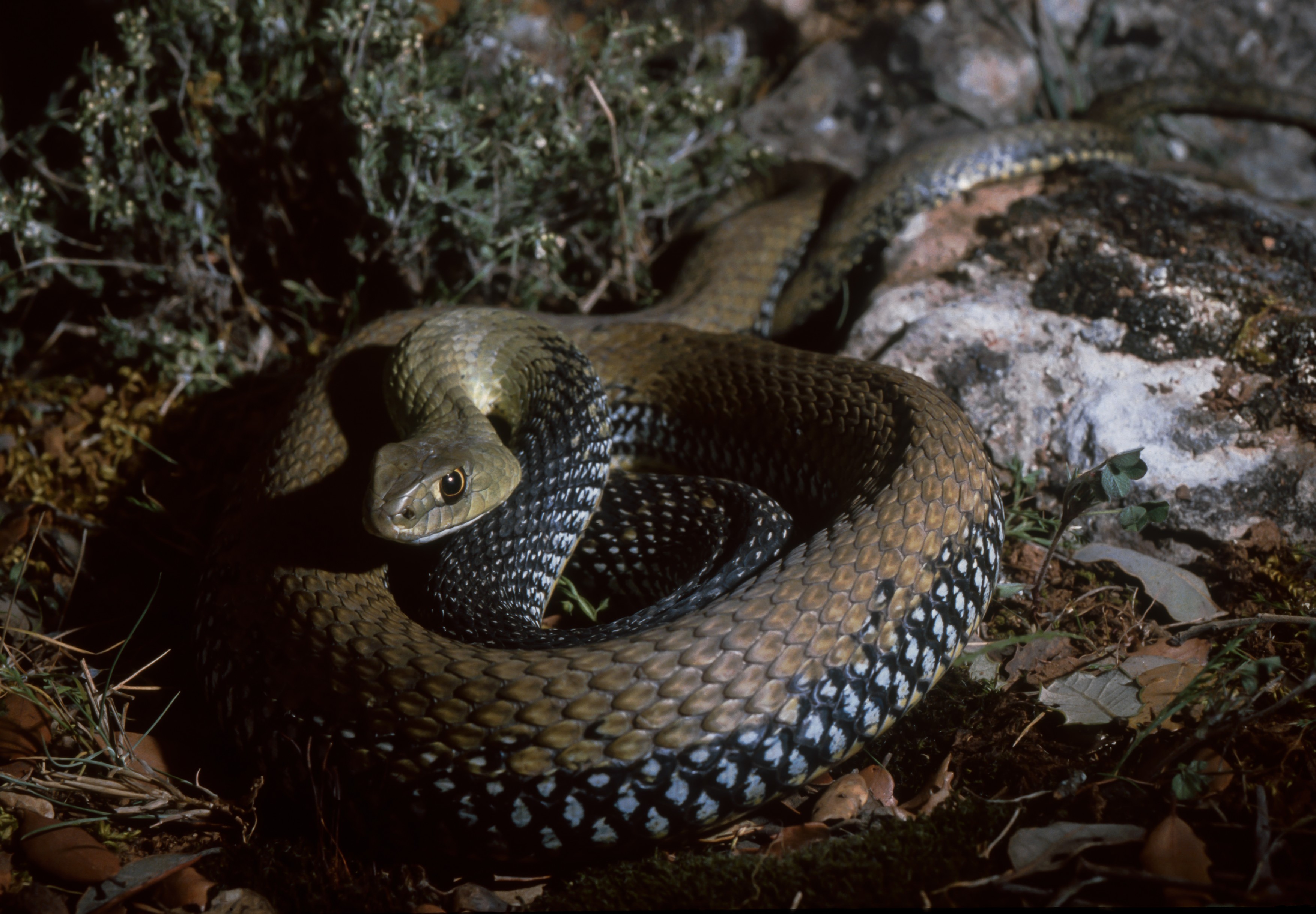 Montpellier Snake (Malpolon monspessulanus),Image: 946043713, License: Rights-managed, Restrictions: , Model Release: no, Credit line: Carlos Sanz / VWPics / Profimedia