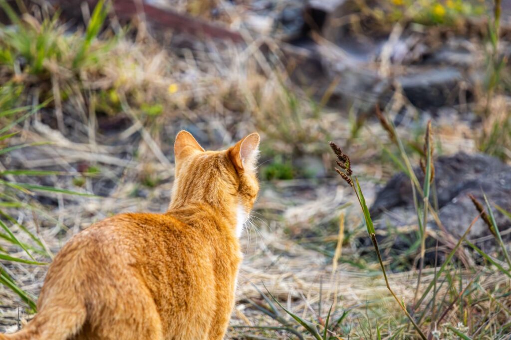 Image: 1028246222, License: Royalty-free, Restrictions: , Model Release: no, Credit line: Ronald Southern / Alamy / Profimedia