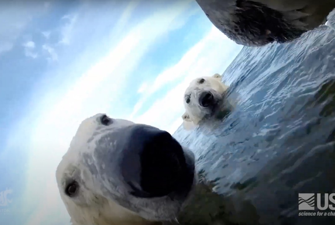 GoPro kamera na polarnim medvedima