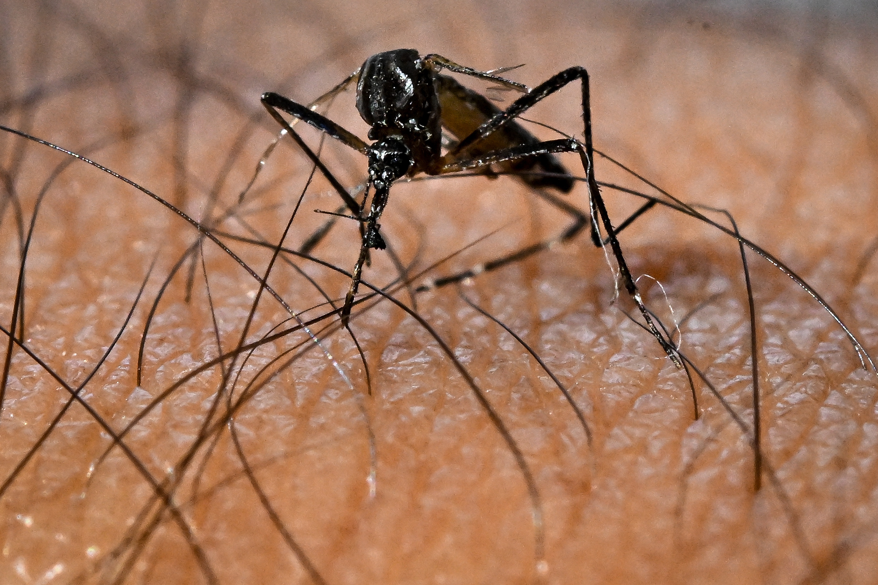 Sao Paulo decrees health emergency due to increase in dengue cases