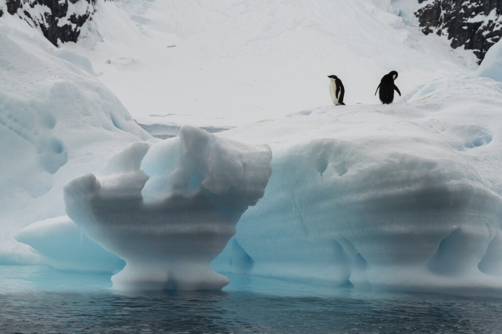 Adelie penguin (Pygoscelis adeliae) pair on iceberg, Paradise Bay, Antarctica.,Image: 945865226, License: Rights-managed, Restrictions: , Model Release: no, Credit line: Sergio Pitamitz / VWPics / Profimedia