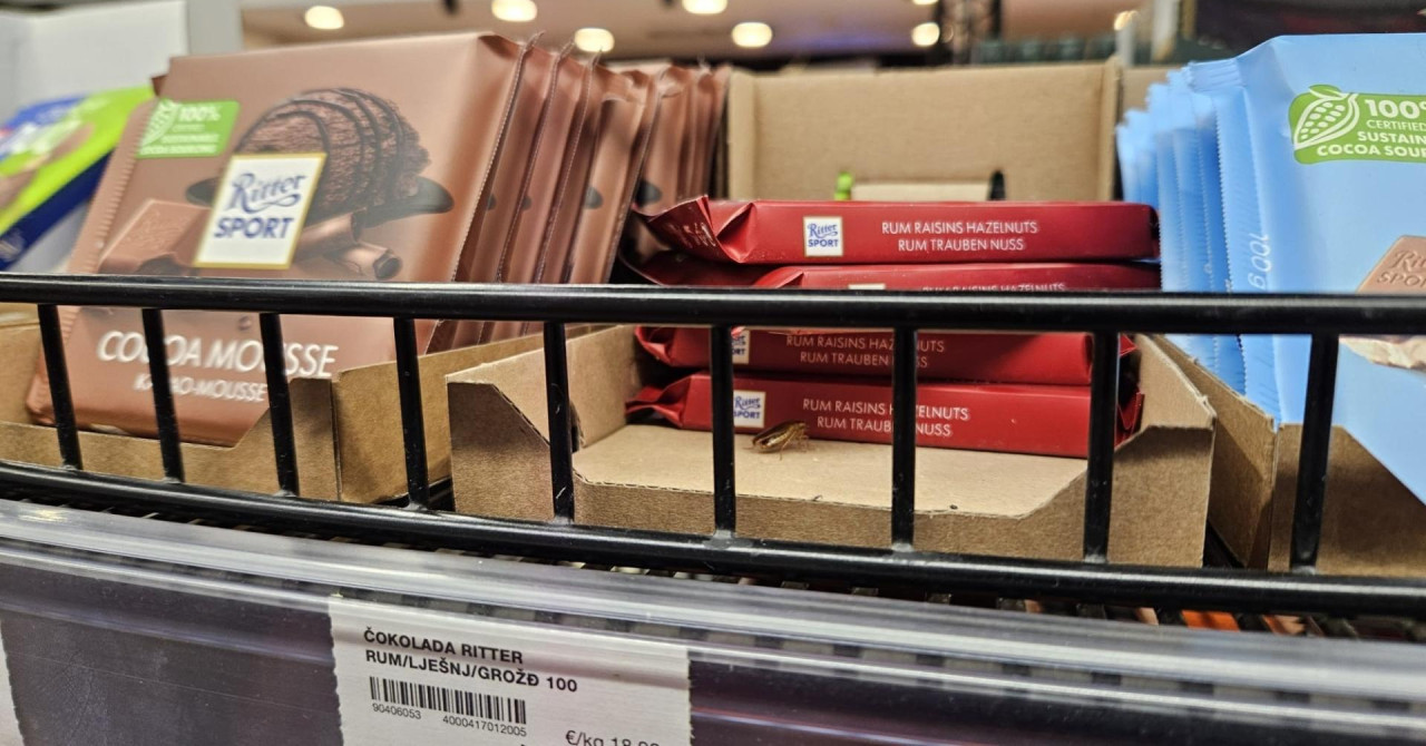 Bubšavaba šeta bezbrižno kod pored čokolada