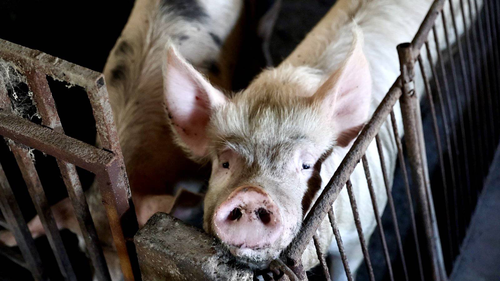 POTVRDJENA ZARAZNA AFRICKA KUGA SVINJA