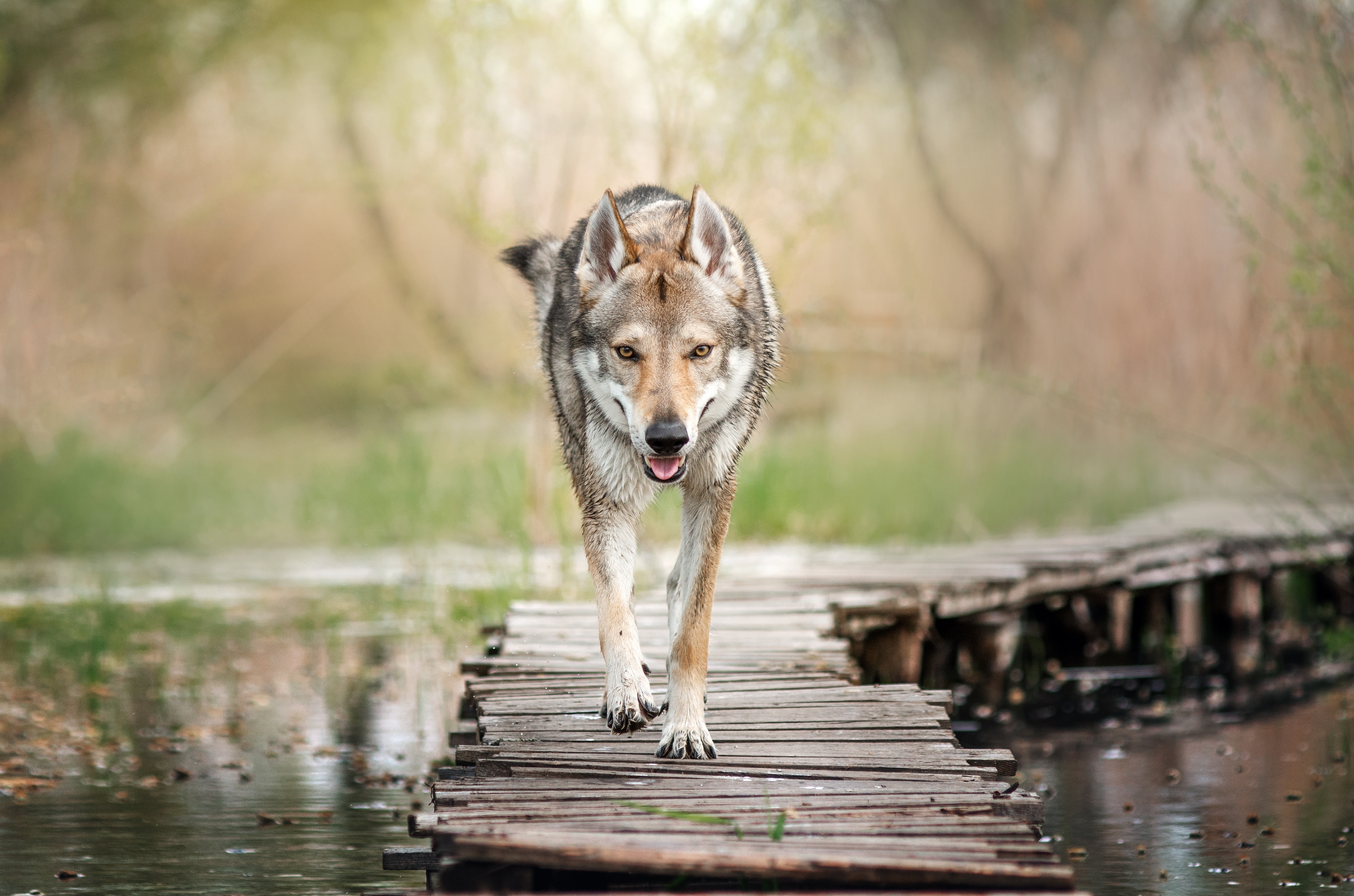 Czechoslovakian,Wolfdog,Walk,In,Nature,In,Spring