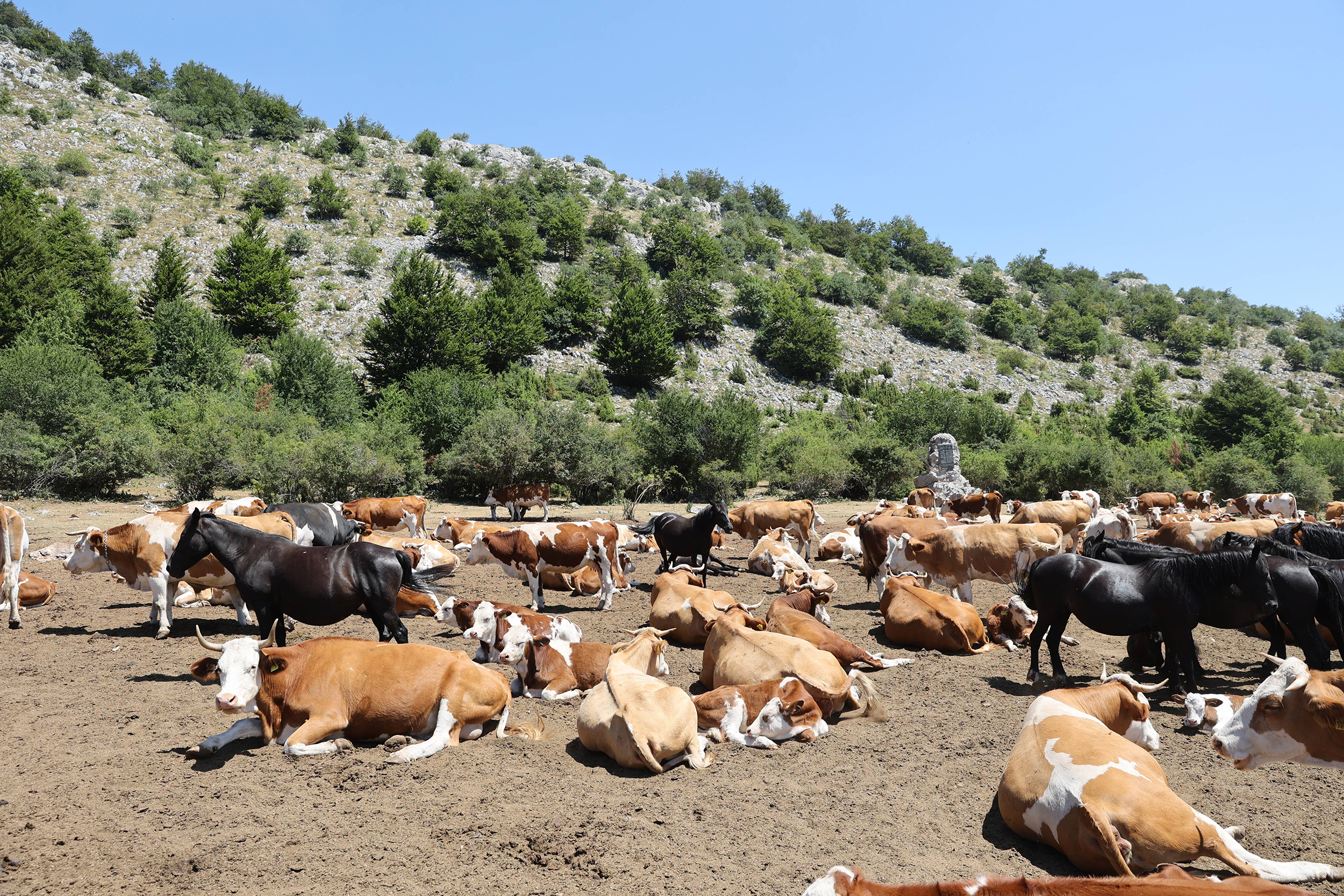 SUSA NA SUVOJ PLANINI