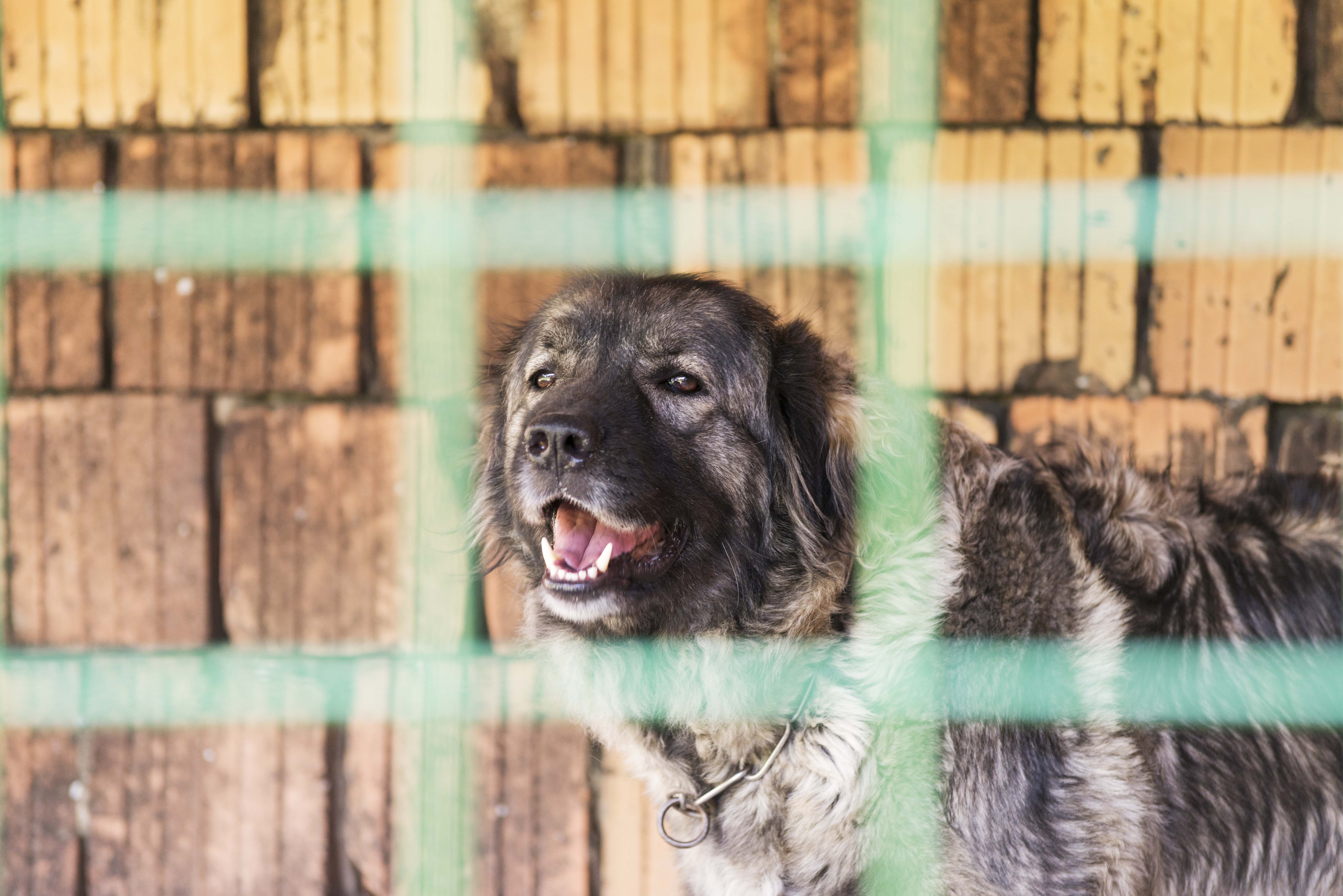 Sarplaninac,Female,Dog,In,Box.,Collie,Dog,Head,Portrait