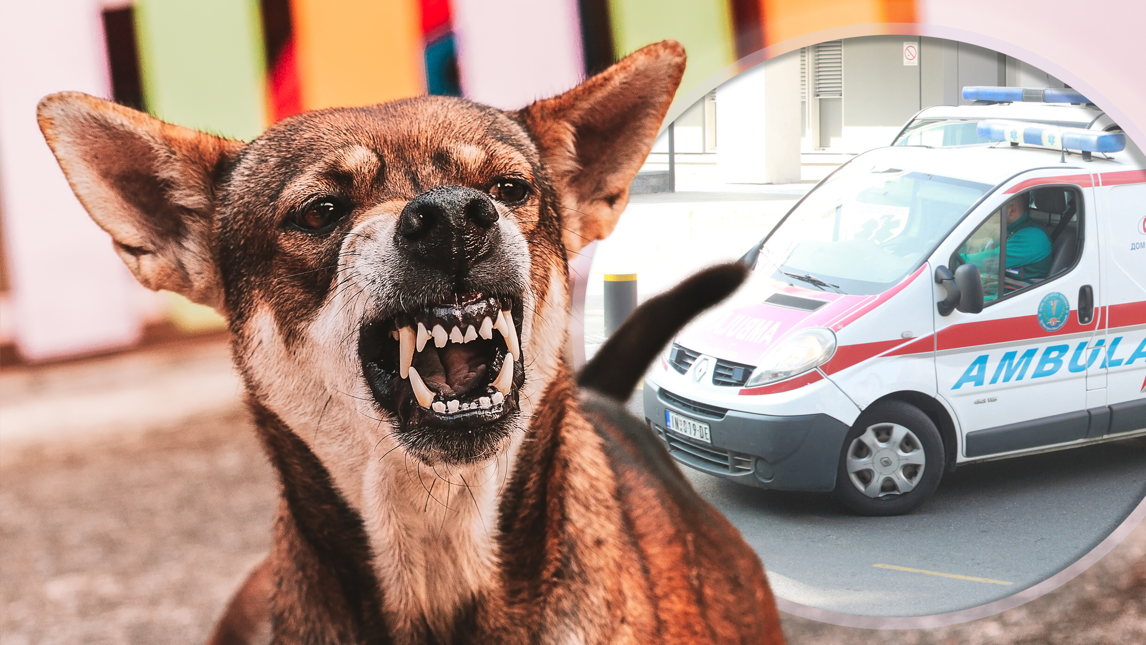 Aggressive,Dog,Shows,Dangerous,Teeth.angry,Animal,Hard,Attack,Head,Detail