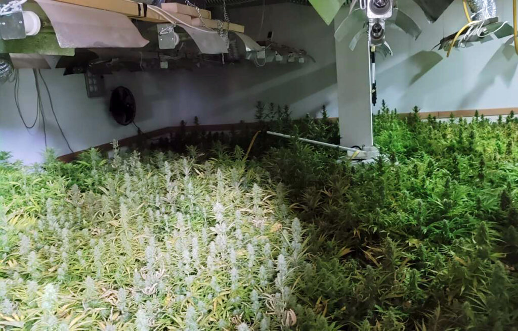 Jagodina, Despotovac, ilegalna laboratorija za uzgoj marihuane, marihuana, trava, droga, Foto: MUP Srbije